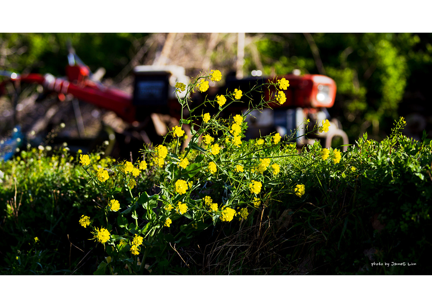 Canon EF 80-200mm f/2.8L sample photo. 유채꽃 photography