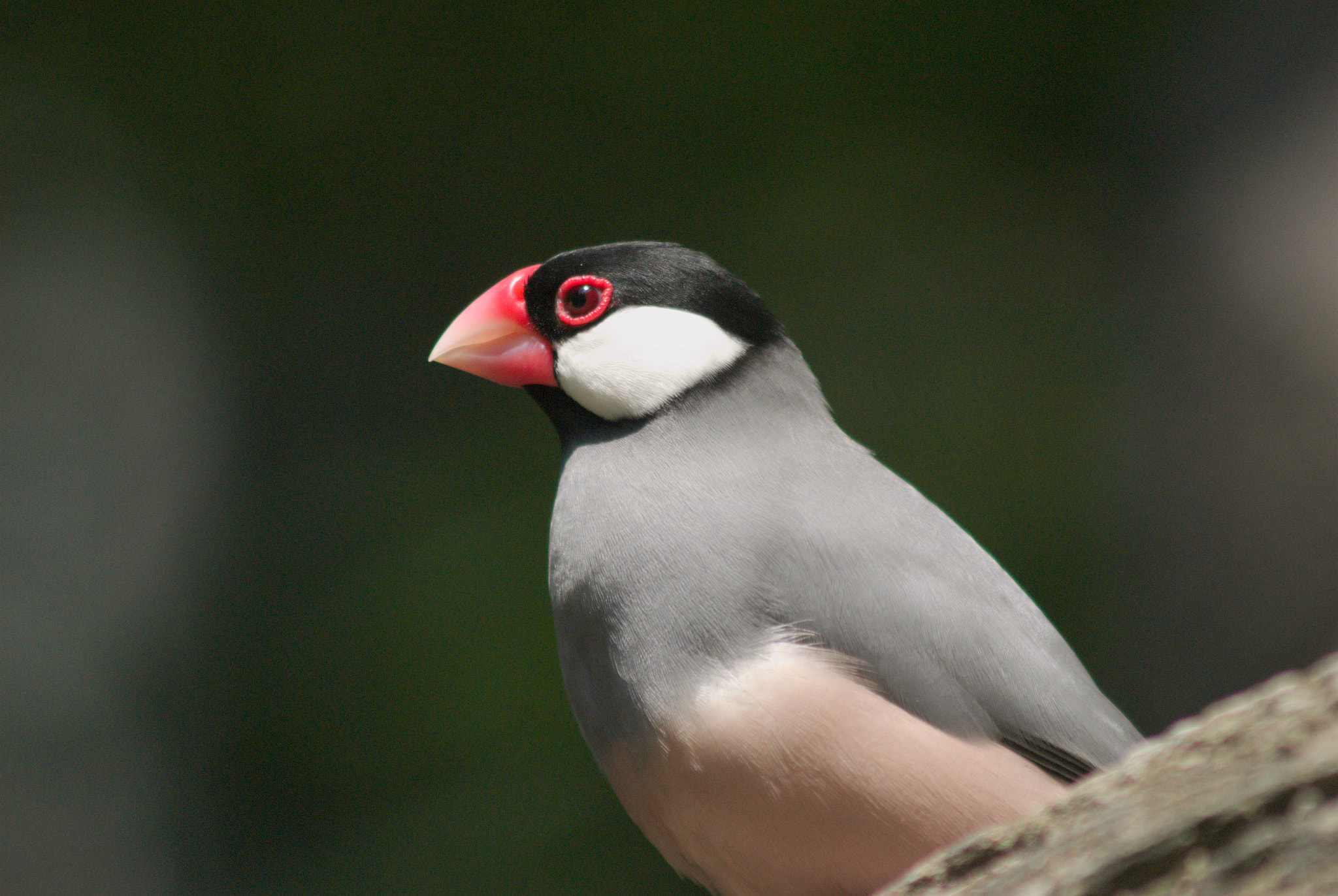 Nikon D200 + AF Zoom-Nikkor 75-300mm f/4.5-5.6 sample photo. Java sparrow photography