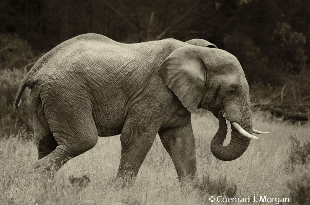 African Elephant - Bull in Musth by Coenrad Morgan / 500px