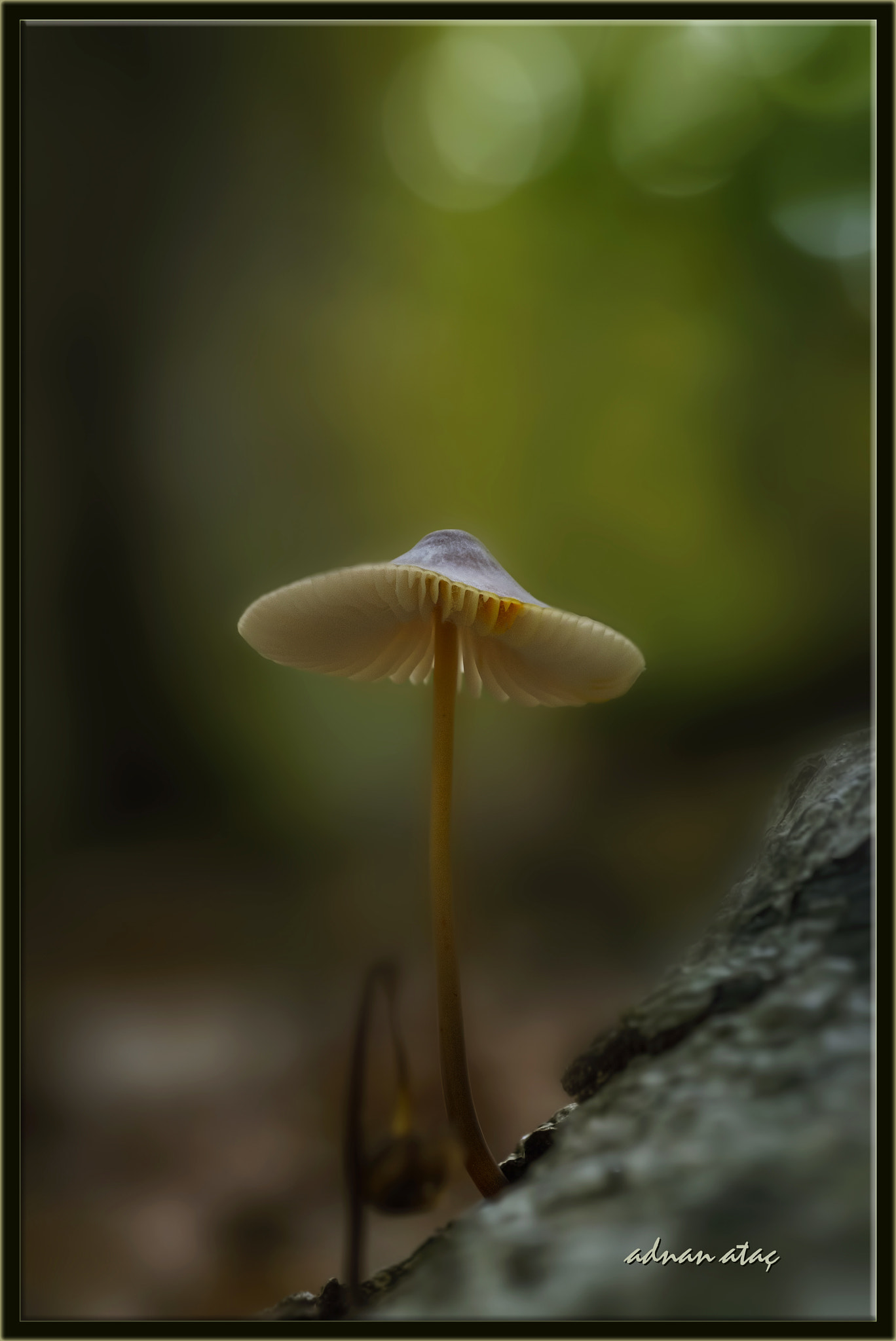 Nikon D4 + AF Zoom-Micro Nikkor 70-180mm f/4.5-5.6D ED sample photo. Sütlü mantar (mycena galopus - milk bonnet fungus) photography