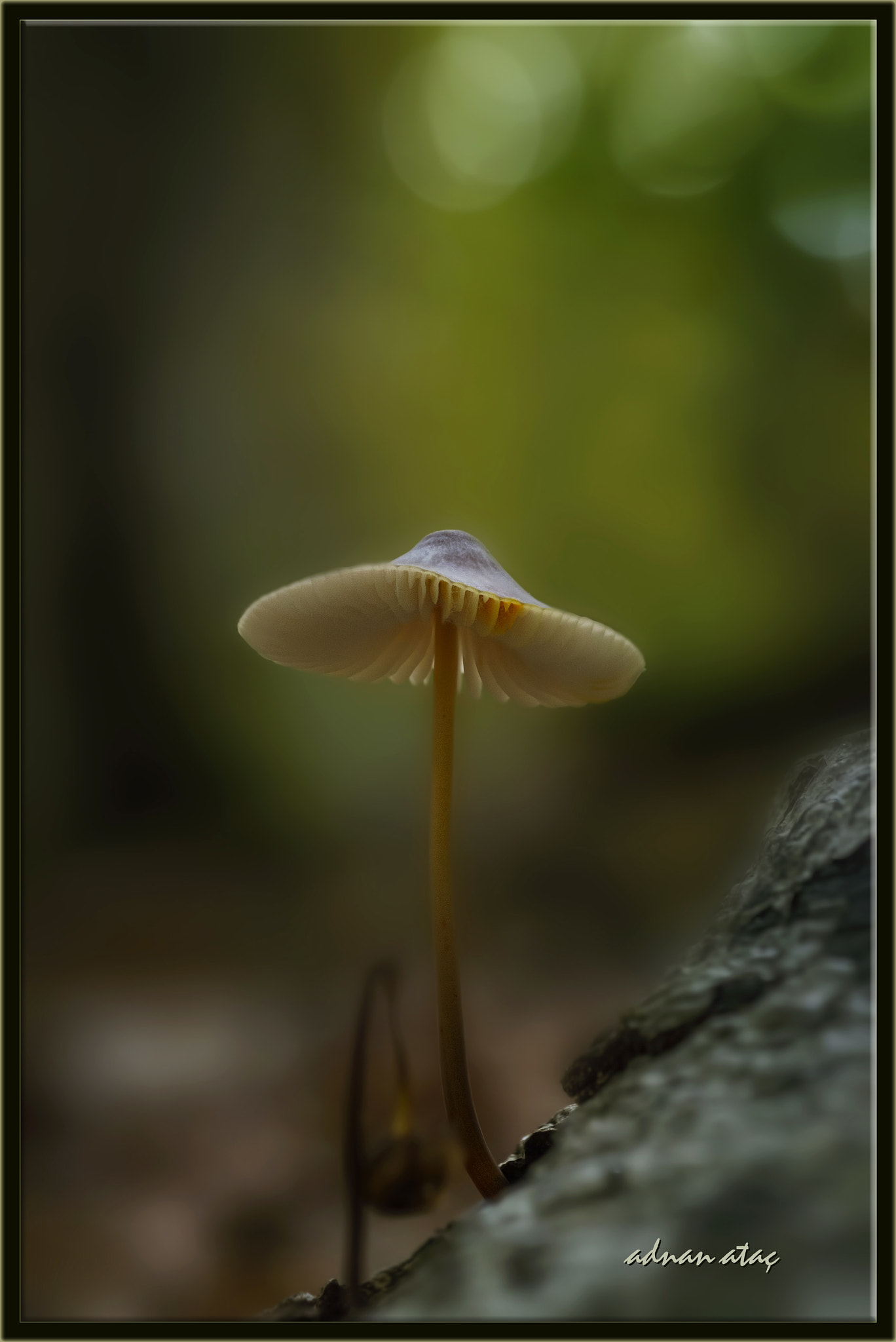 Nikon D4 sample photo. Sütlü mantar (mycena galopus - milk bonnet fungus) photography