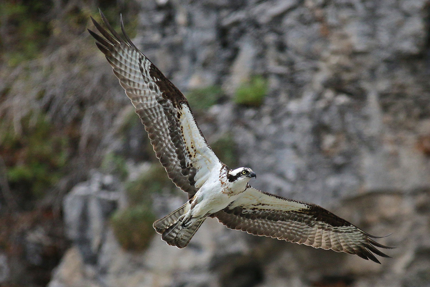 Canon EOS 70D + Sigma 100-300mm f/4 sample photo. Osprey on the prowl photography