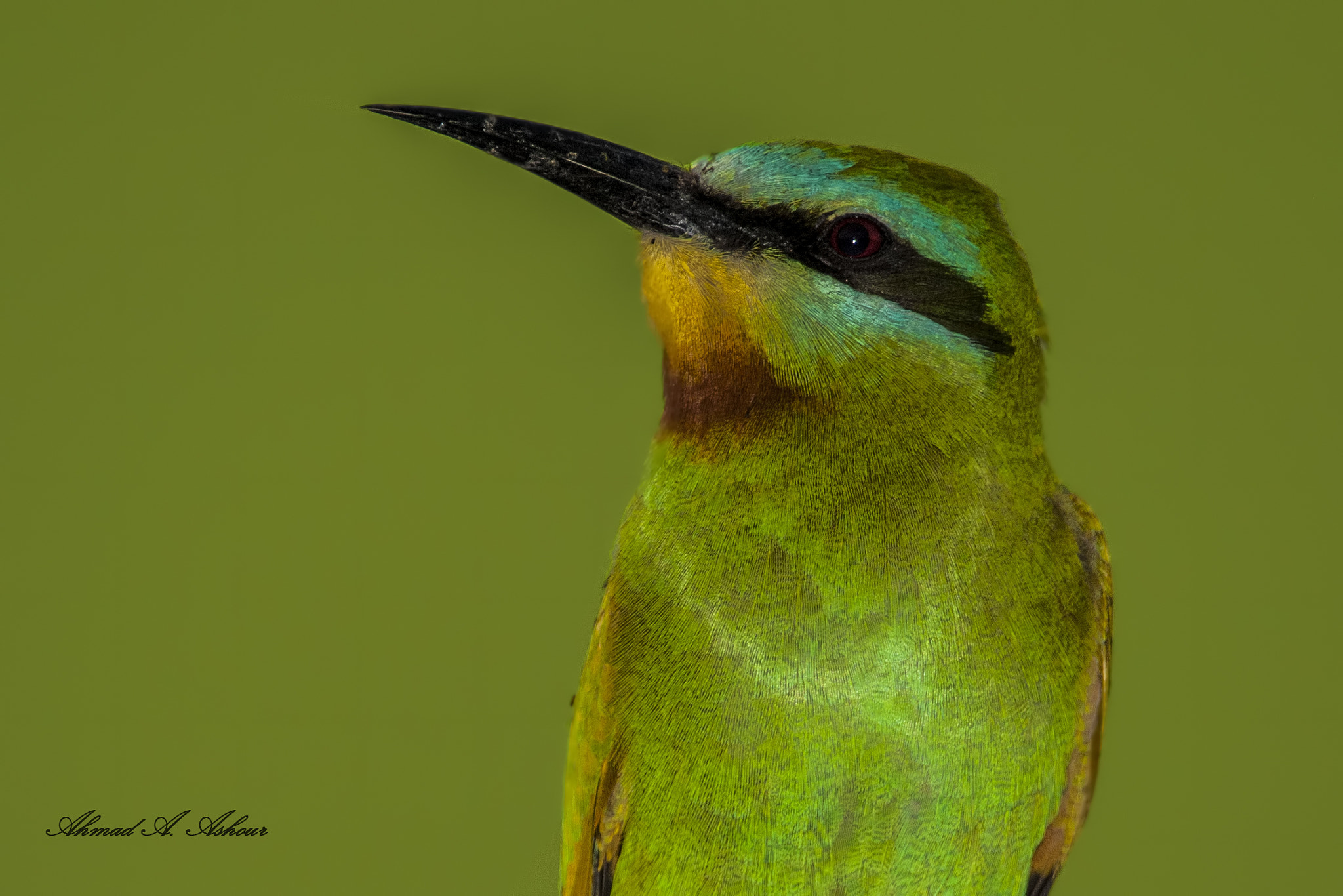 Nikon D3X sample photo. Back to green  photography