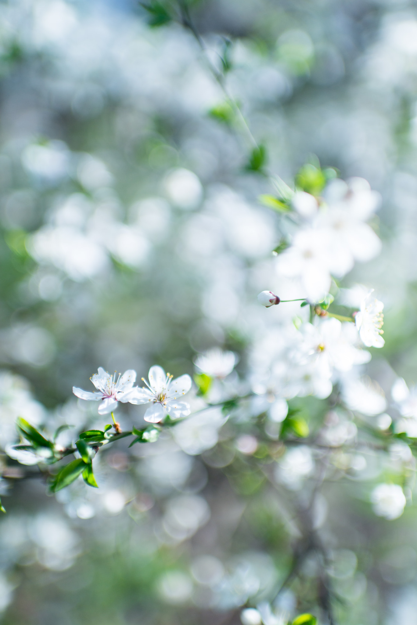 Nikon D800E + Nikon AF-S Nikkor 35mm F1.4G sample photo. Spring blossom photography
