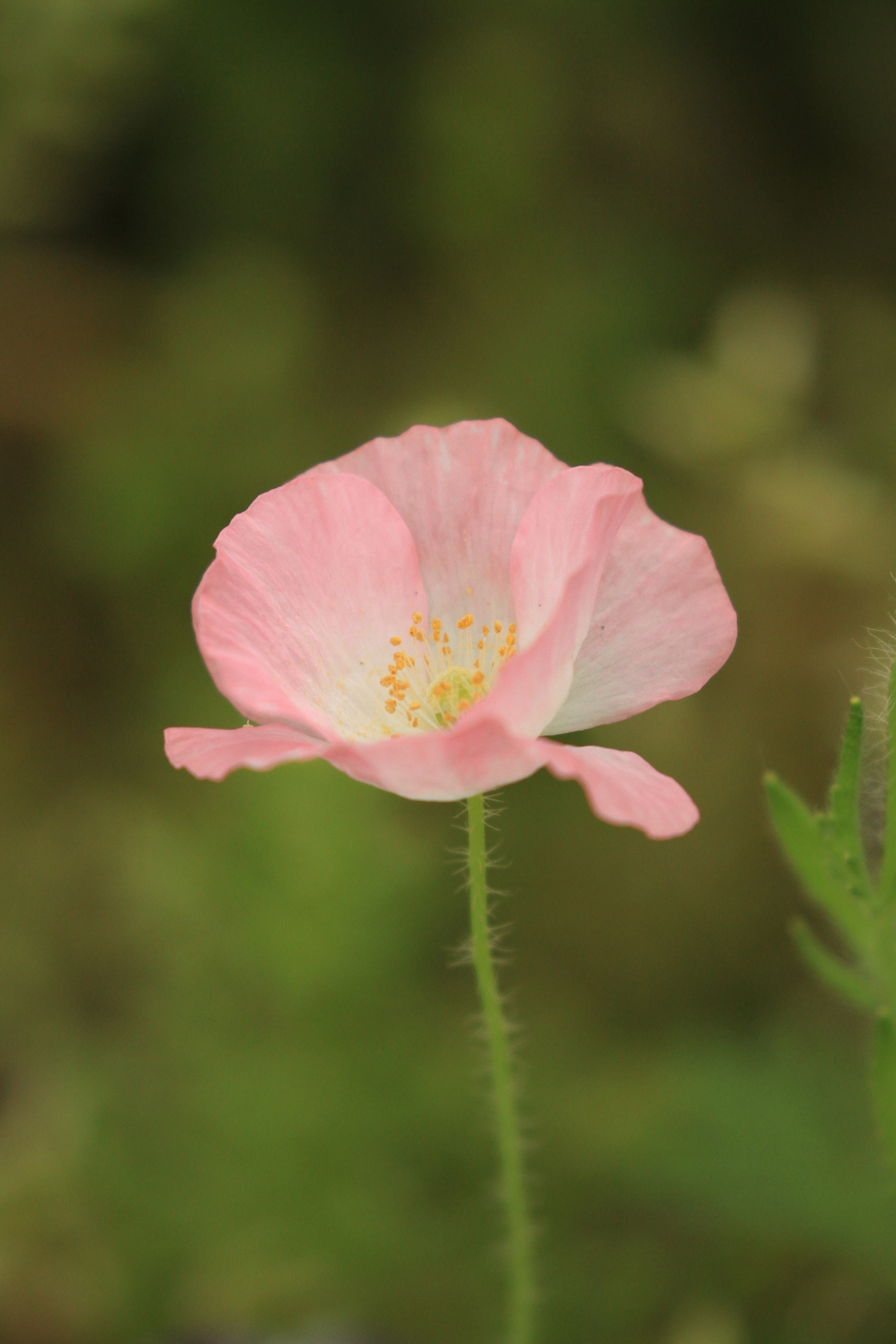 Canon EOS 7D + Canon EF 100-400mm F4.5-5.6L IS II USM sample photo. Poppy  ポピー photography