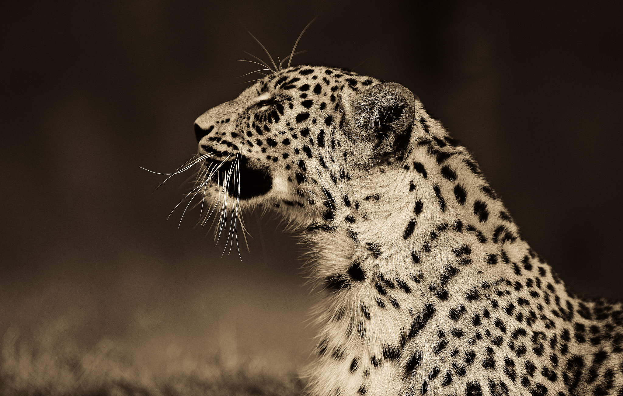 Canon EOS-1D Mark III + Canon EF 300mm F2.8L IS USM sample photo. Leopard photography