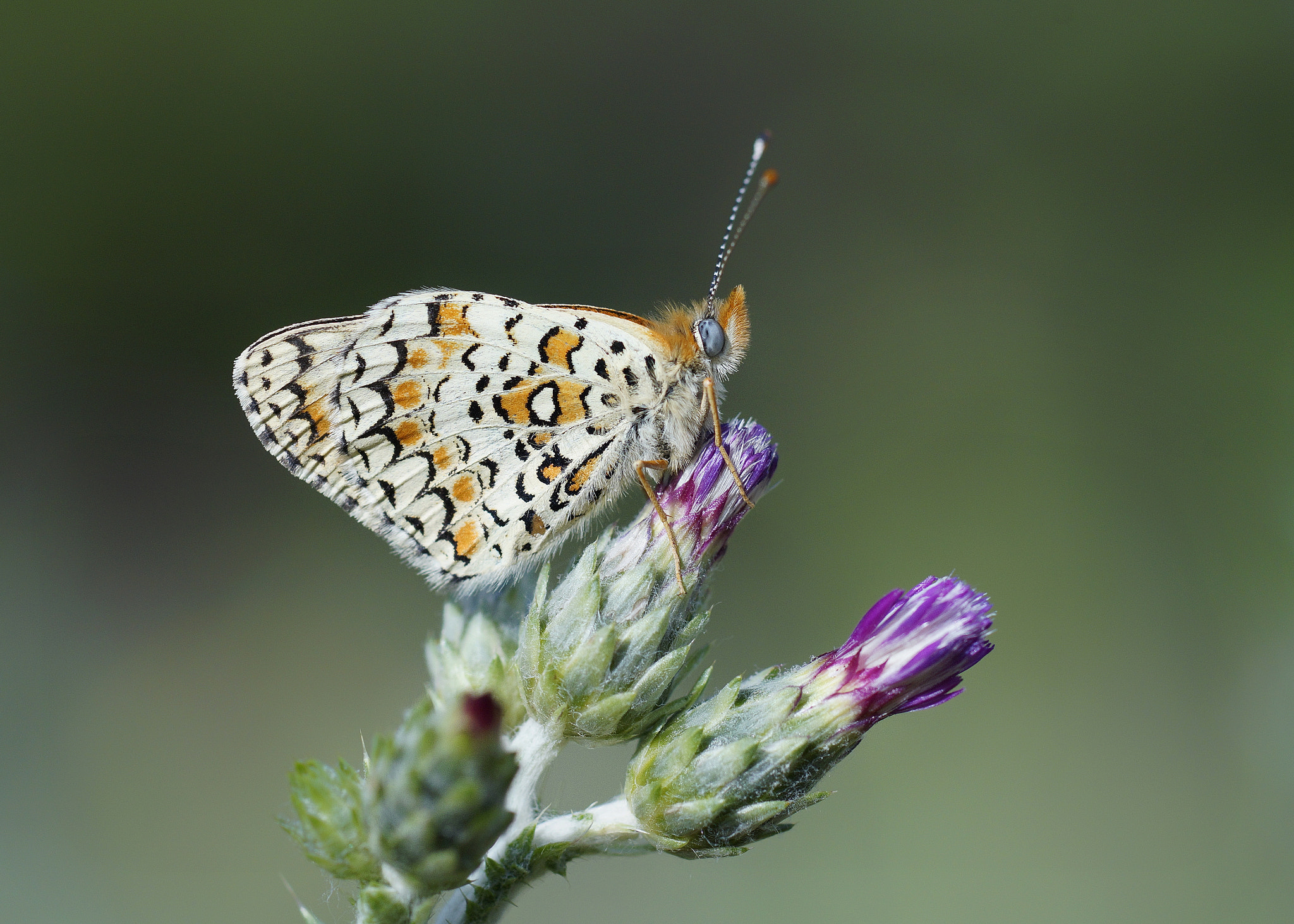 Sony a99 II + Tamron SP AF 90mm F2.8 Di Macro sample photo. Beneklİ bÜyÜk İparhan  photography