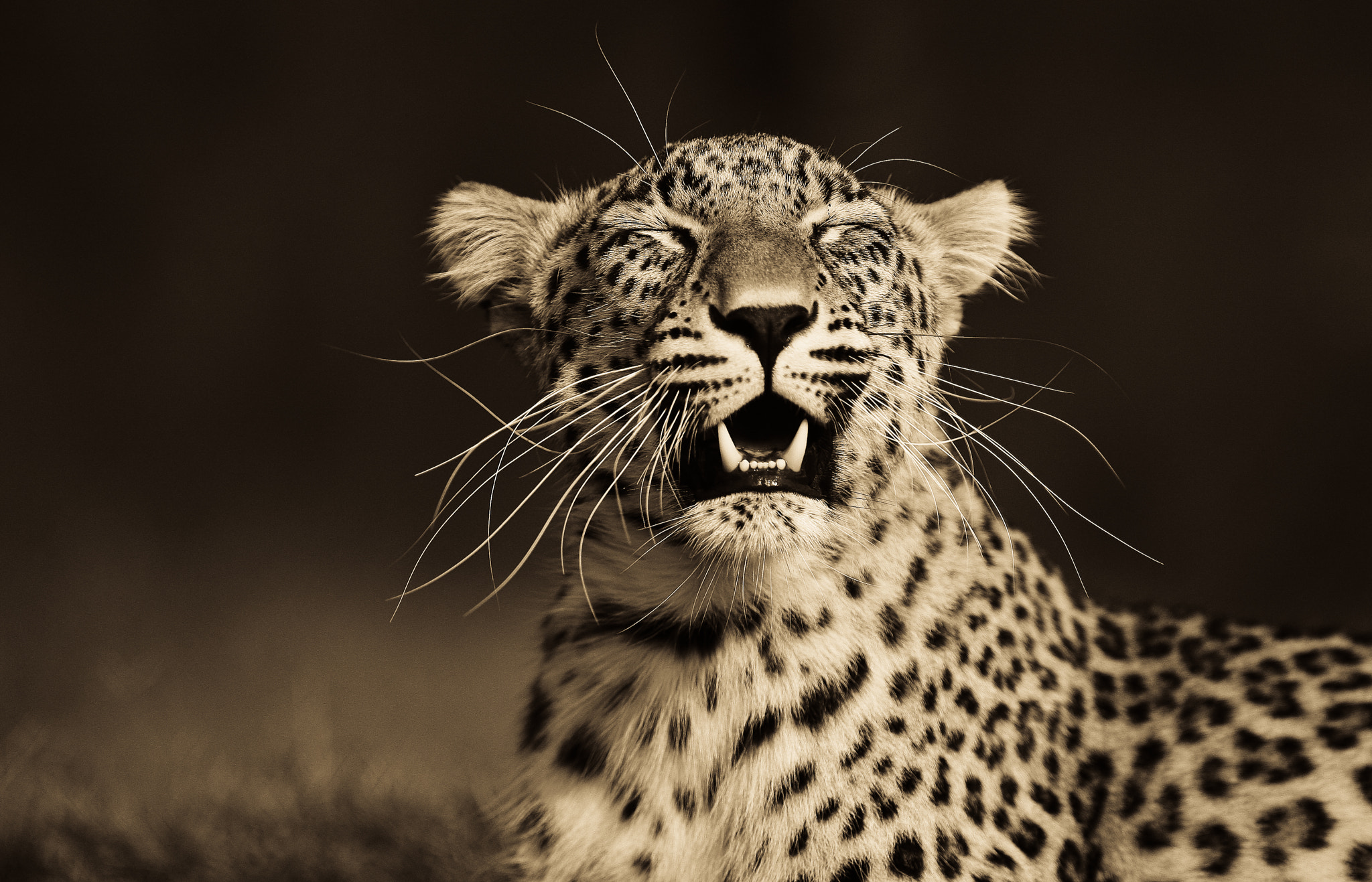 Canon EOS-1D Mark III + Canon EF 300mm F2.8L IS USM sample photo. Smiling leopard photography
