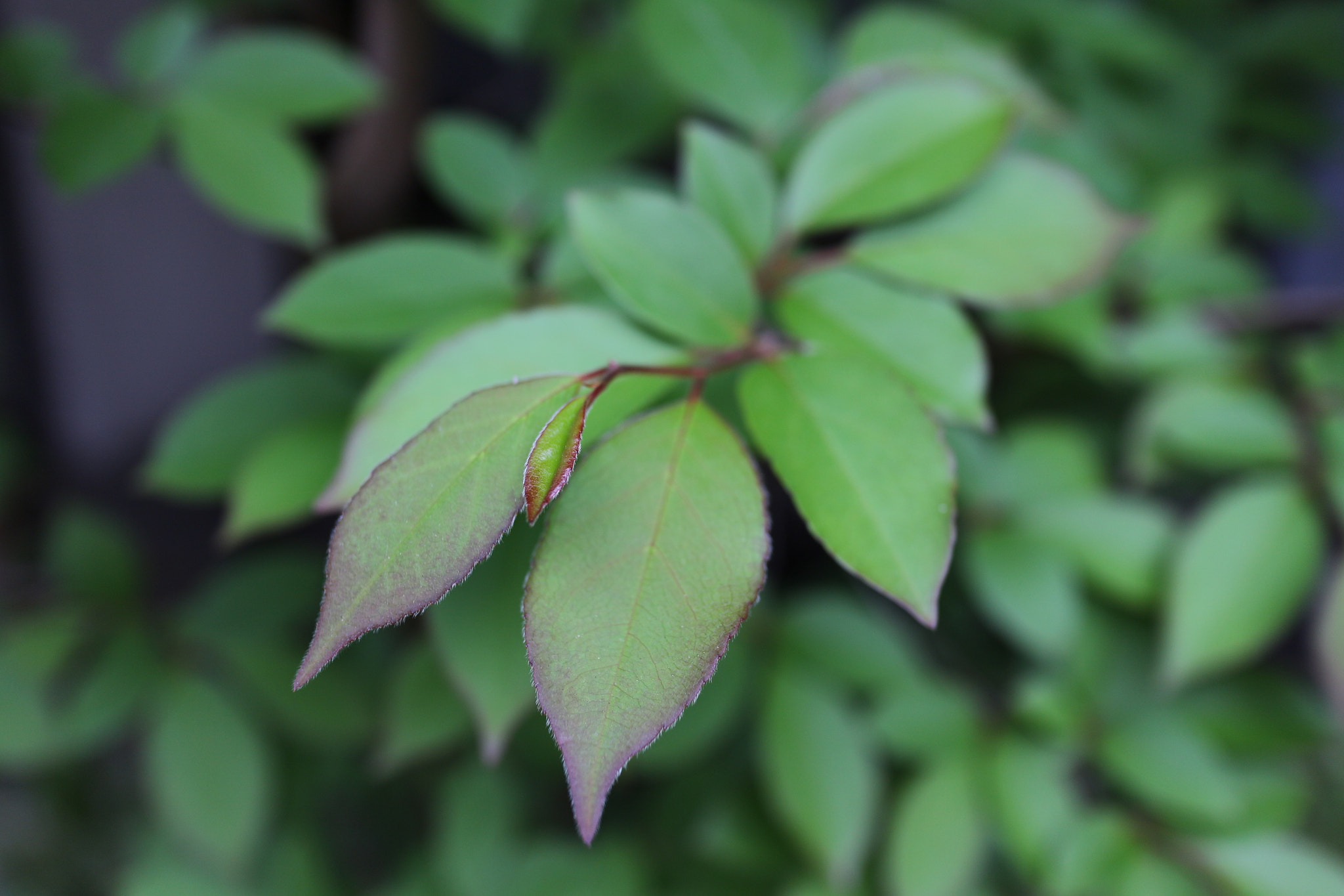 Canon EOS M2 + Canon EF-M 22mm F2 STM sample photo. Tree-shaded photography