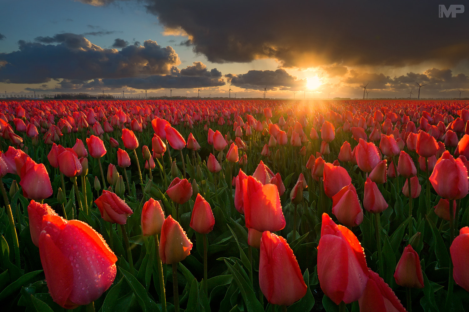 Sony a5100 + Sony E 10-18mm F4 OSS sample photo. Tulips at sunset photography