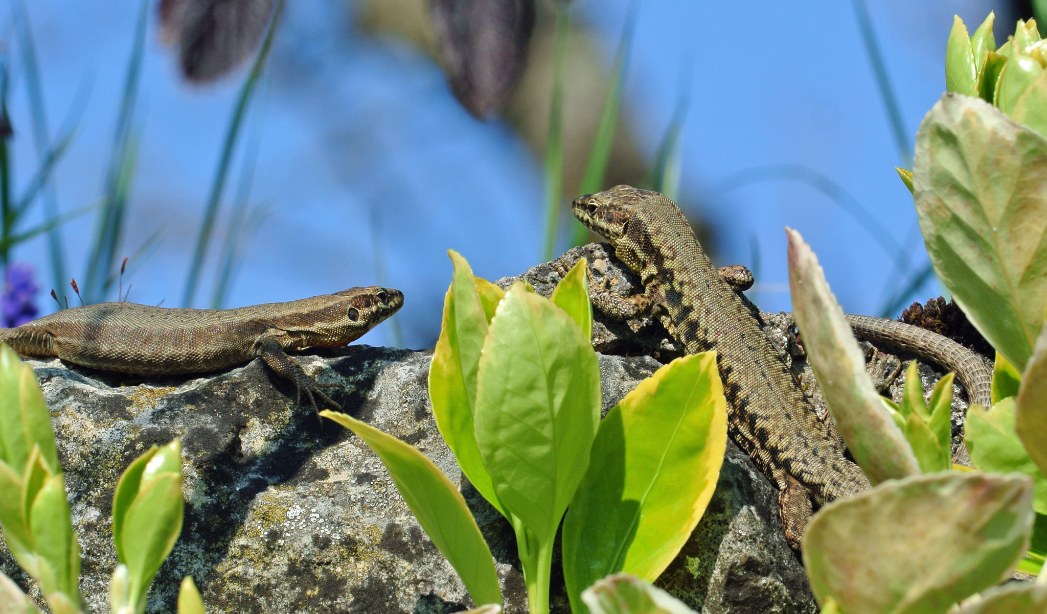 Nikon 1 V1 + VR 70-200mm f/4G sample photo. Duo lezardant photography