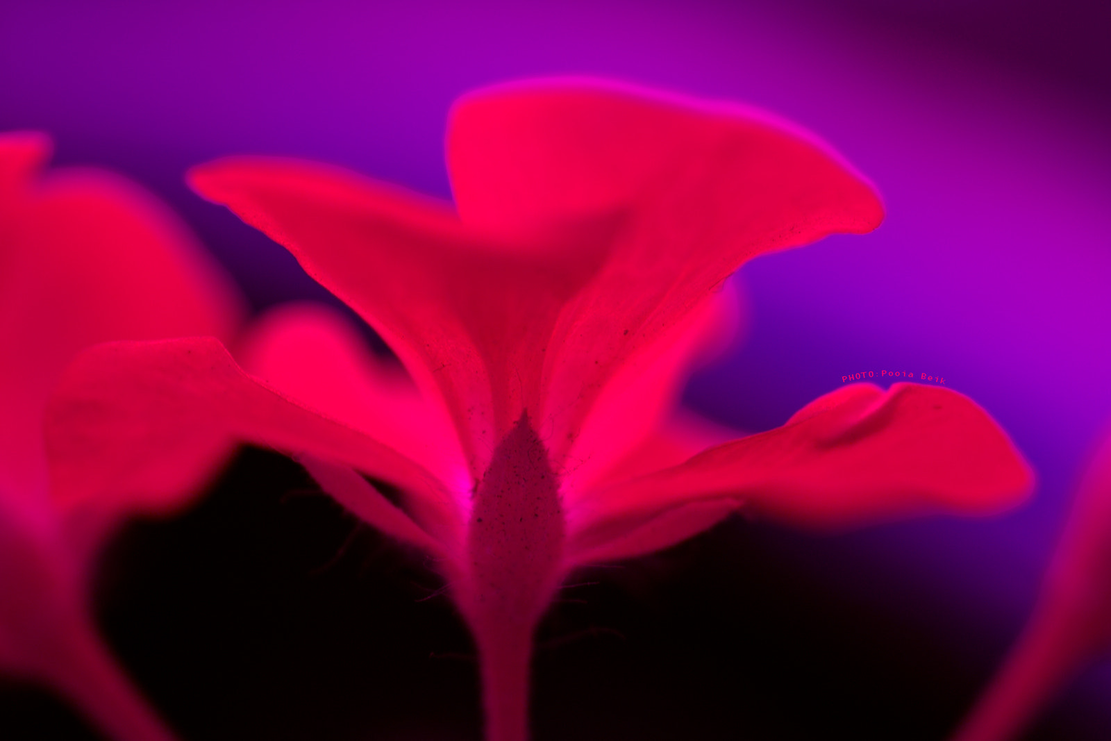 Sigma SD14 sample photo. The birth of an aurora photography