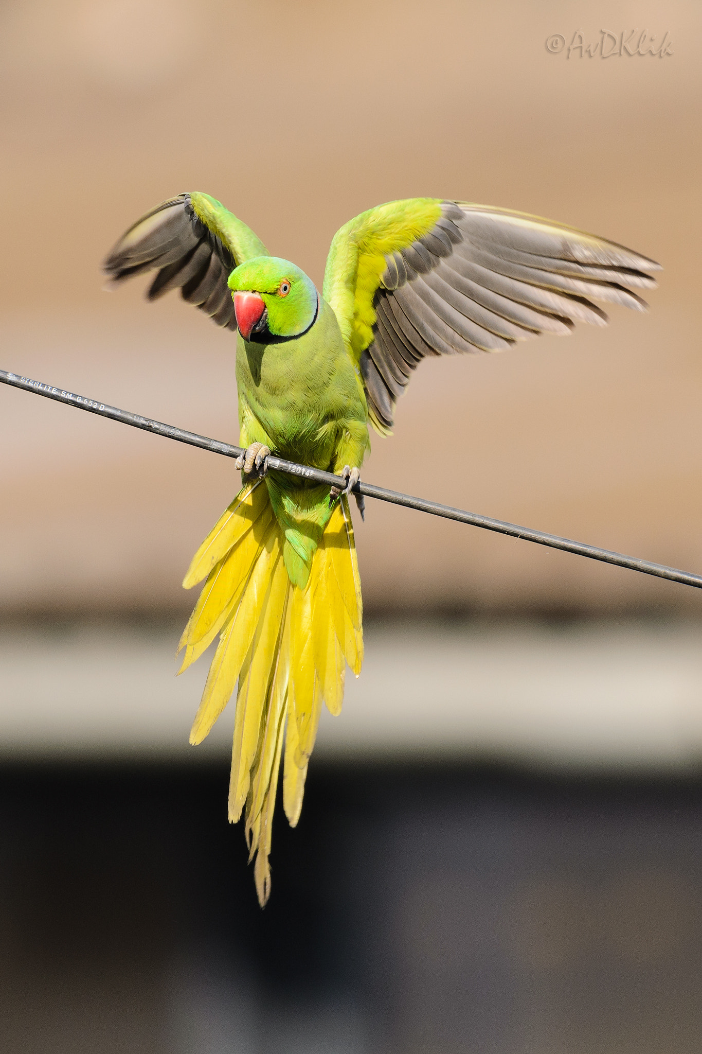 Nikon AF-S Nikkor 200-500mm F5.6E ED VR sample photo. Here i come.. photography