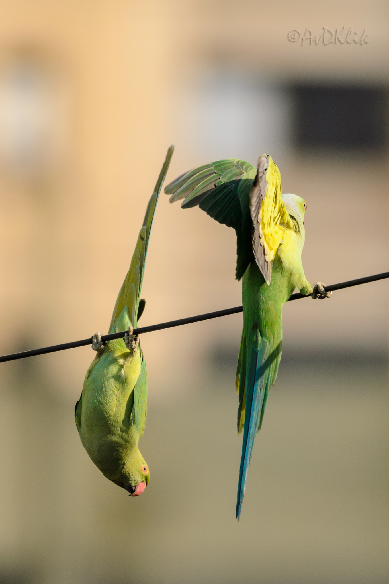 Nikon AF-S Nikkor 200-500mm F5.6E ED VR sample photo. Yogi parakeets photography