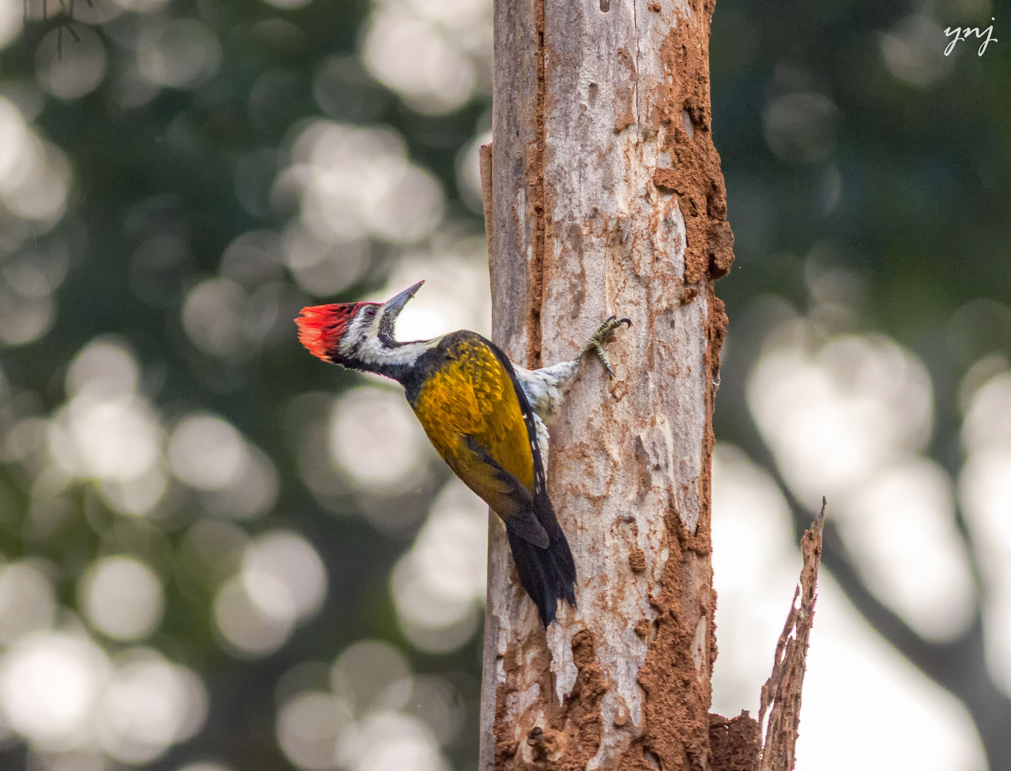 Canon EOS 550D (EOS Rebel T2i / EOS Kiss X4) + Canon EF 400mm F5.6L USM sample photo. Black-rumped flameback photography