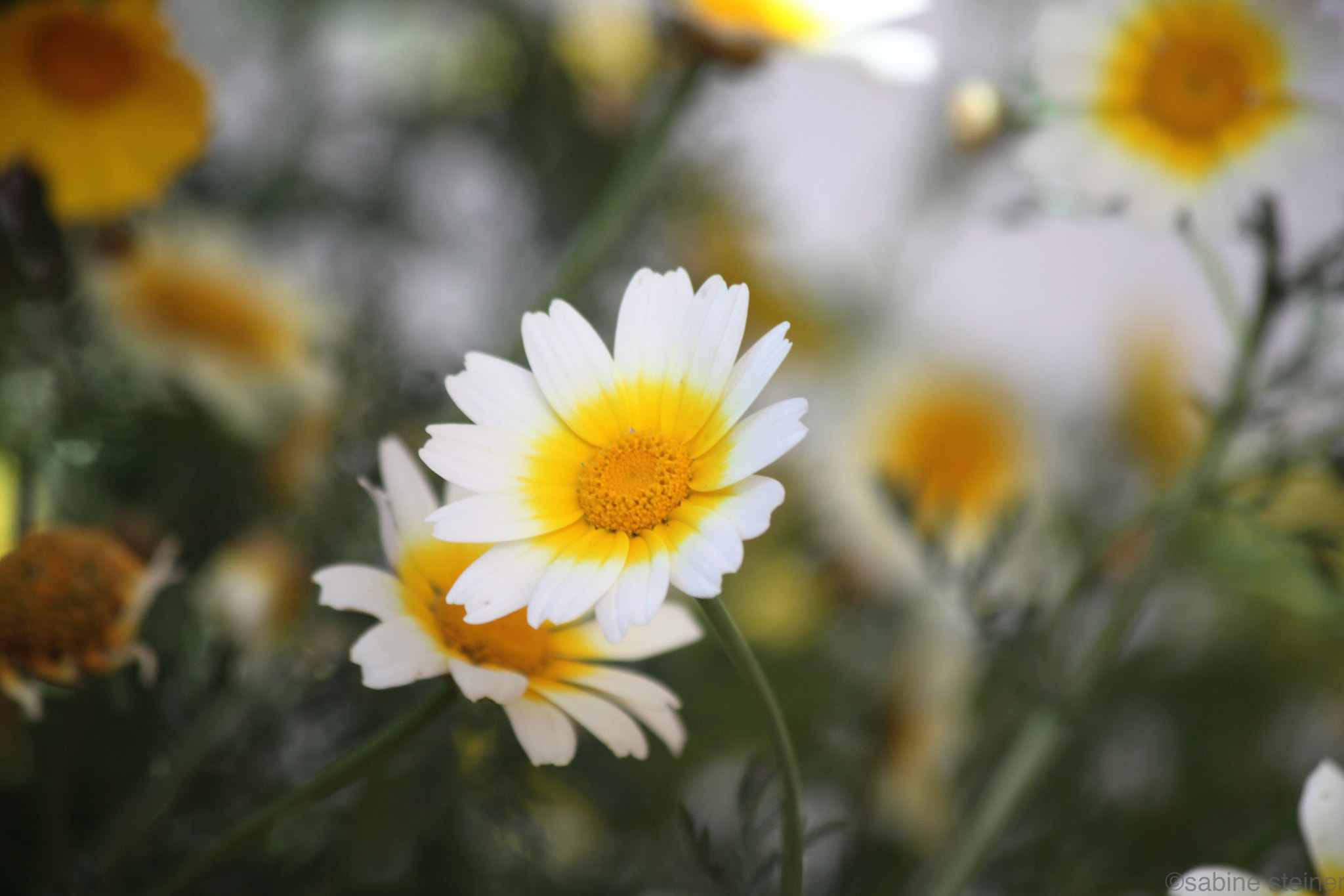Canon EF 70-300mm F4-5.6 IS USM sample photo. Simply but beauty photography