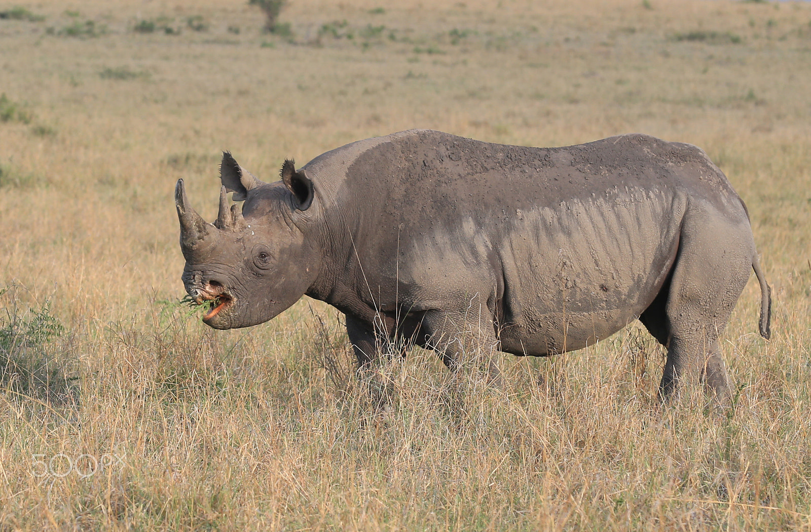 Canon EF 70-200mm F2.8L IS II USM sample photo. Kenia 2013 photography
