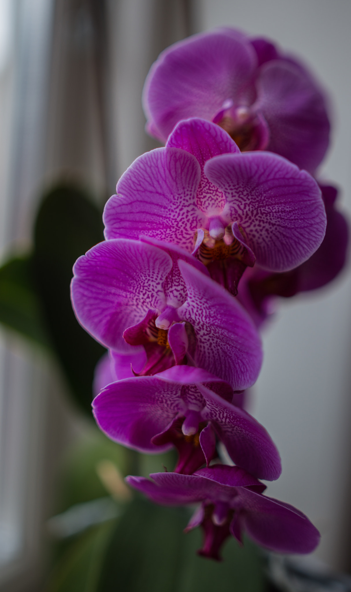 Nikon D800 + Samyang 35mm F1.4 AS UMC sample photo. Orcid-2 photography