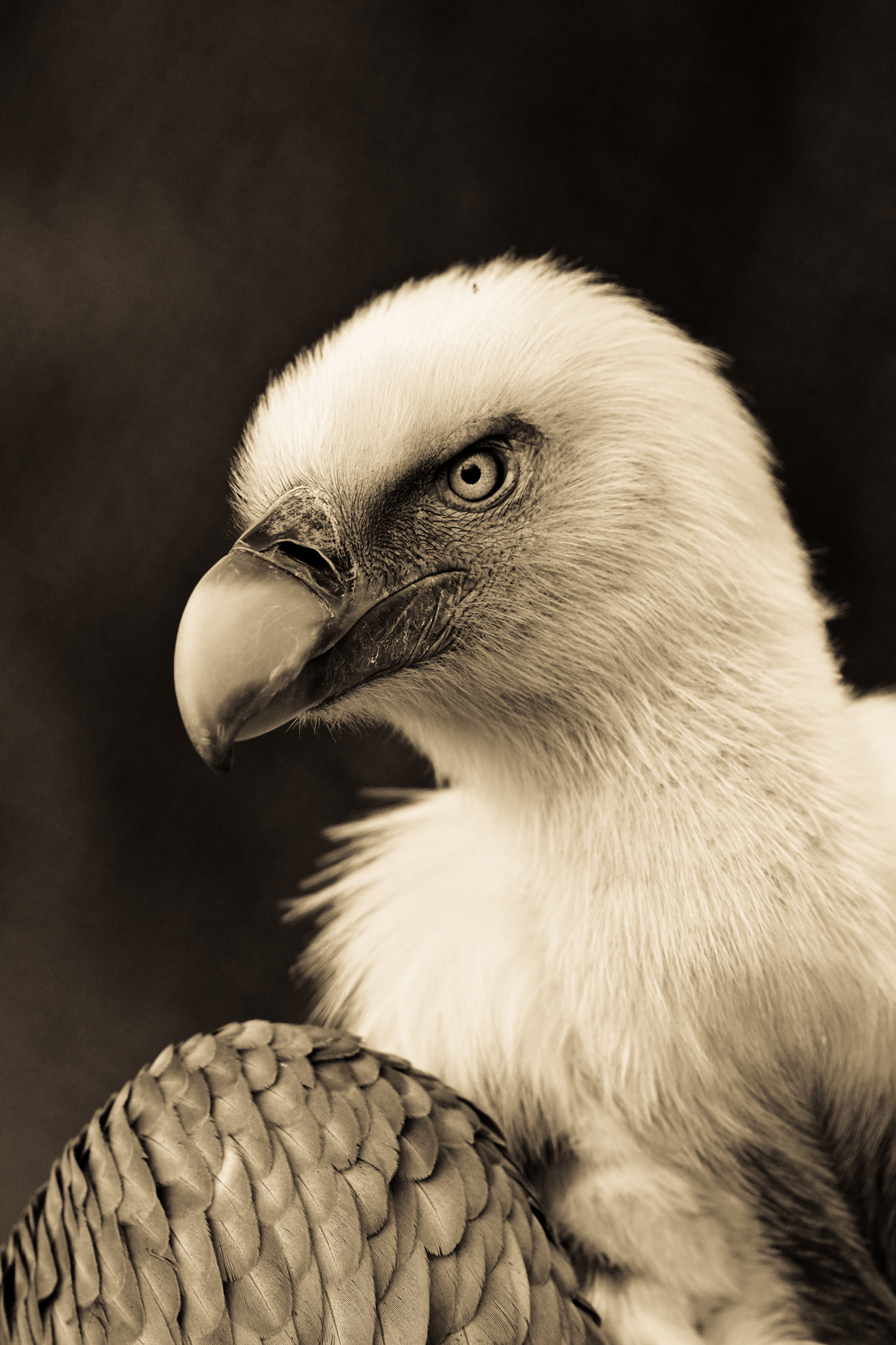 Canon EOS-1D Mark III + Canon EF 300mm F2.8L IS USM sample photo. Griffon vulture photography
