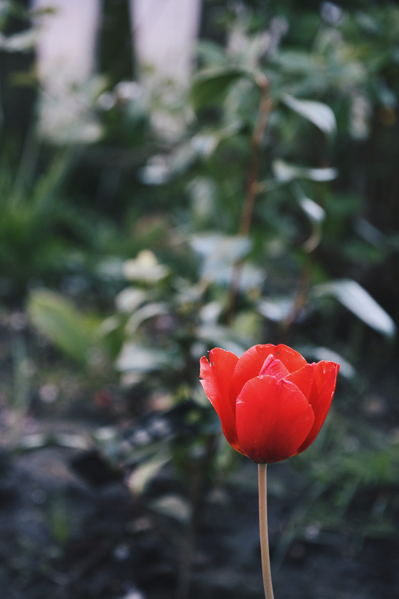 Canon 17-70mm sample photo. Elegant tulip photography