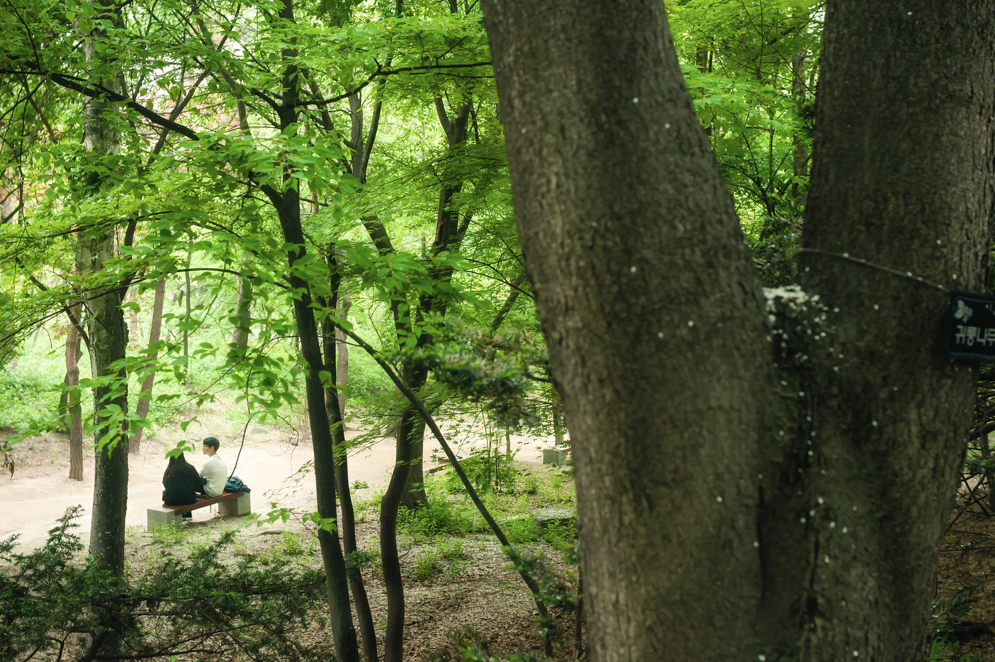 Sony Alpha DSLR-A350 + Sigma 30mm F1.4 EX DC HSM sample photo. Couple in the path photography