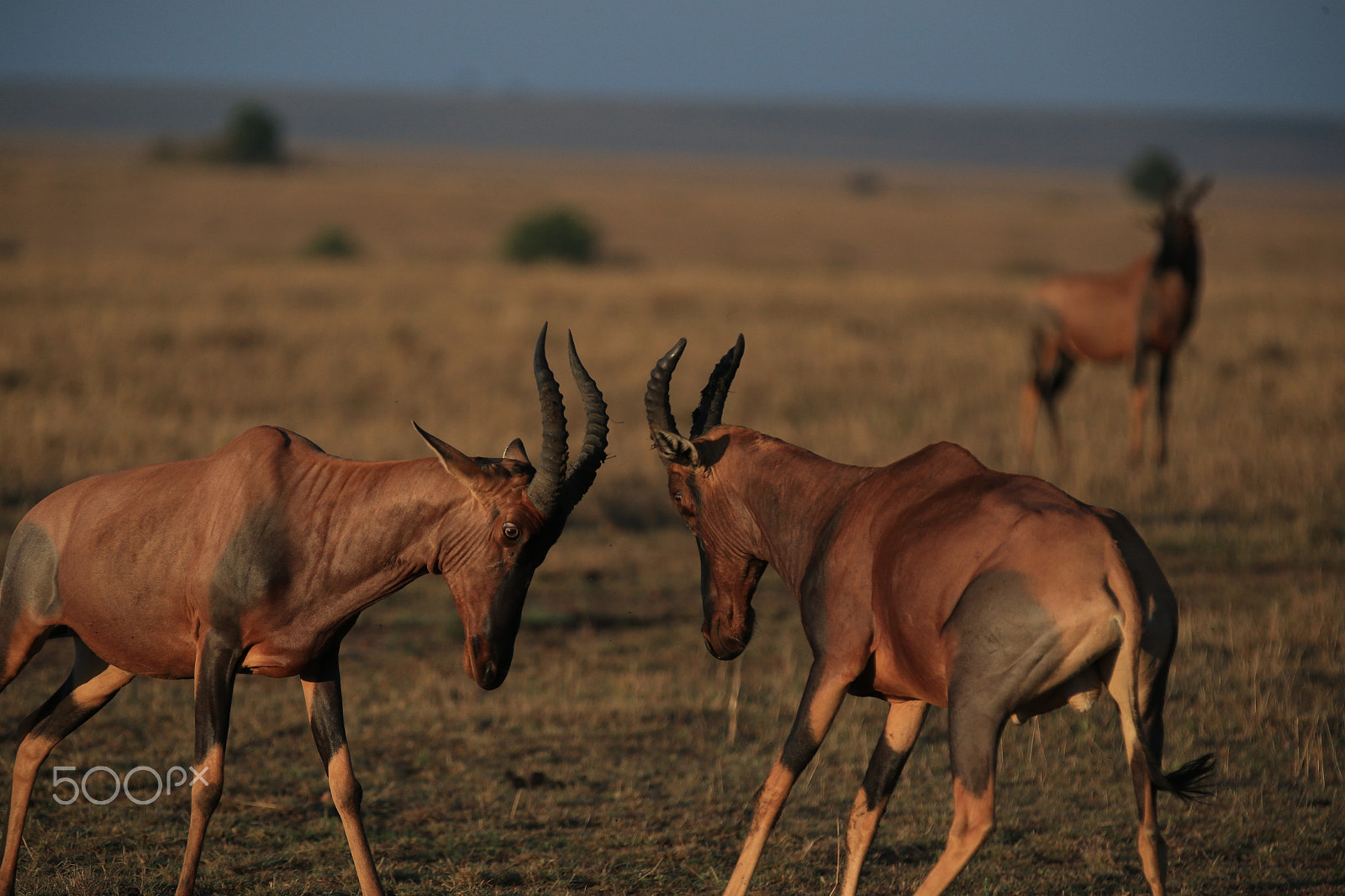 Canon EF 70-200mm F2.8L IS II USM sample photo. Masai mara 2013 photography
