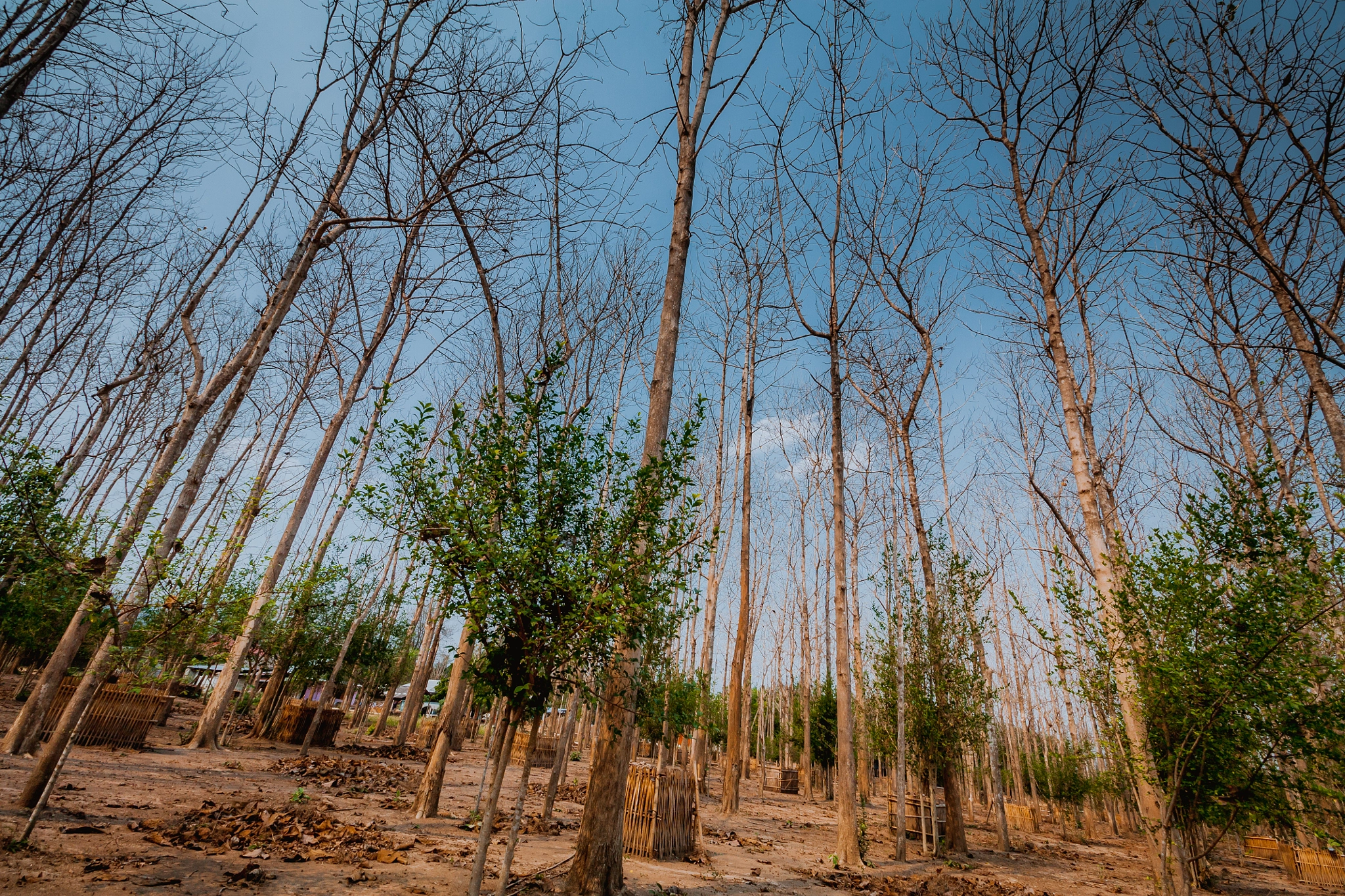 Canon EF-S 10-18mm F4.5–5.6 IS STM sample photo. Tree photography