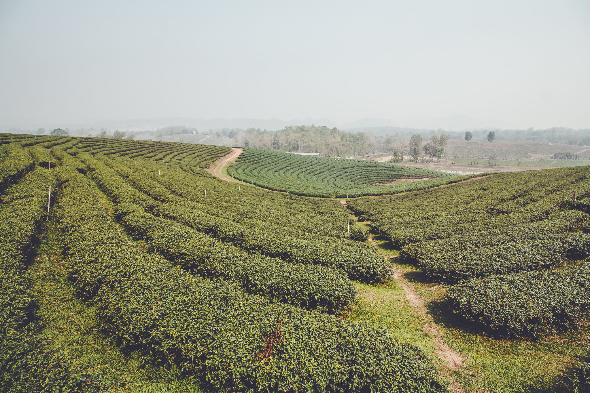 Canon EF-S 10-18mm F4.5–5.6 IS STM sample photo. Tea photography