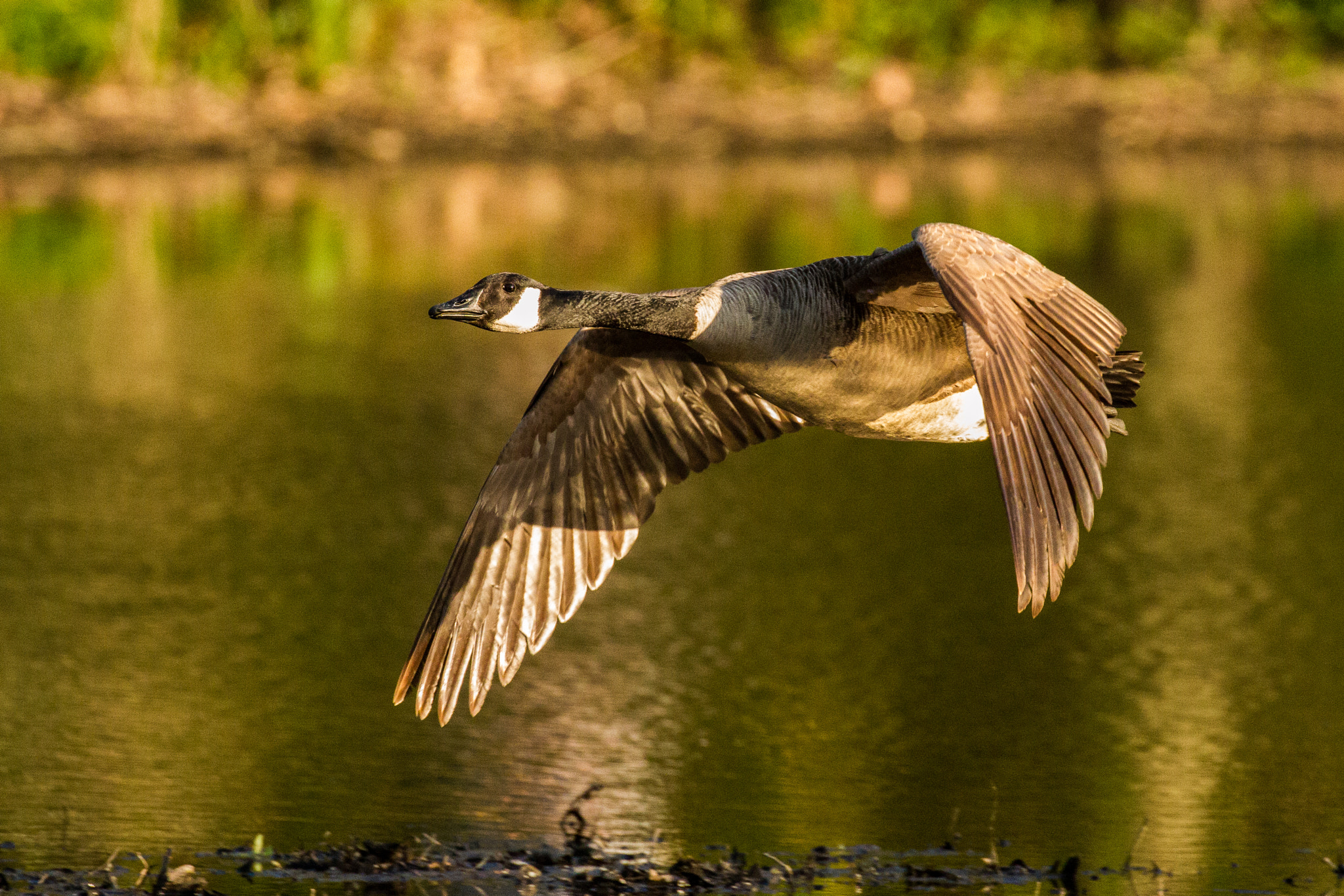 Canon EOS 7D + Canon EF 100-400mm F4.5-5.6L IS II USM sample photo. Canada goose flyby over bronxville lake along the bronx river. photography