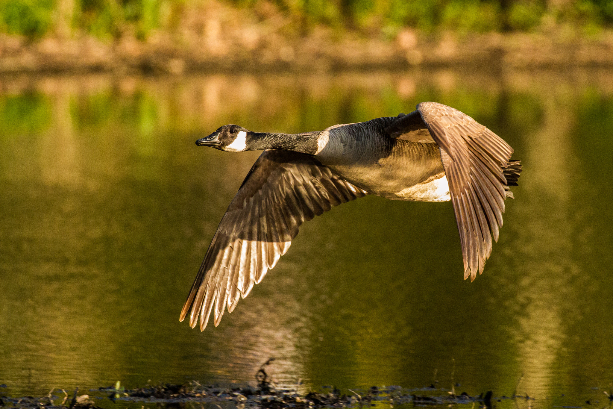 Canon EF 100-400mm F4.5-5.6L IS II USM sample photo. Canada goose flyby over bronxville lake along the bronx river. photography