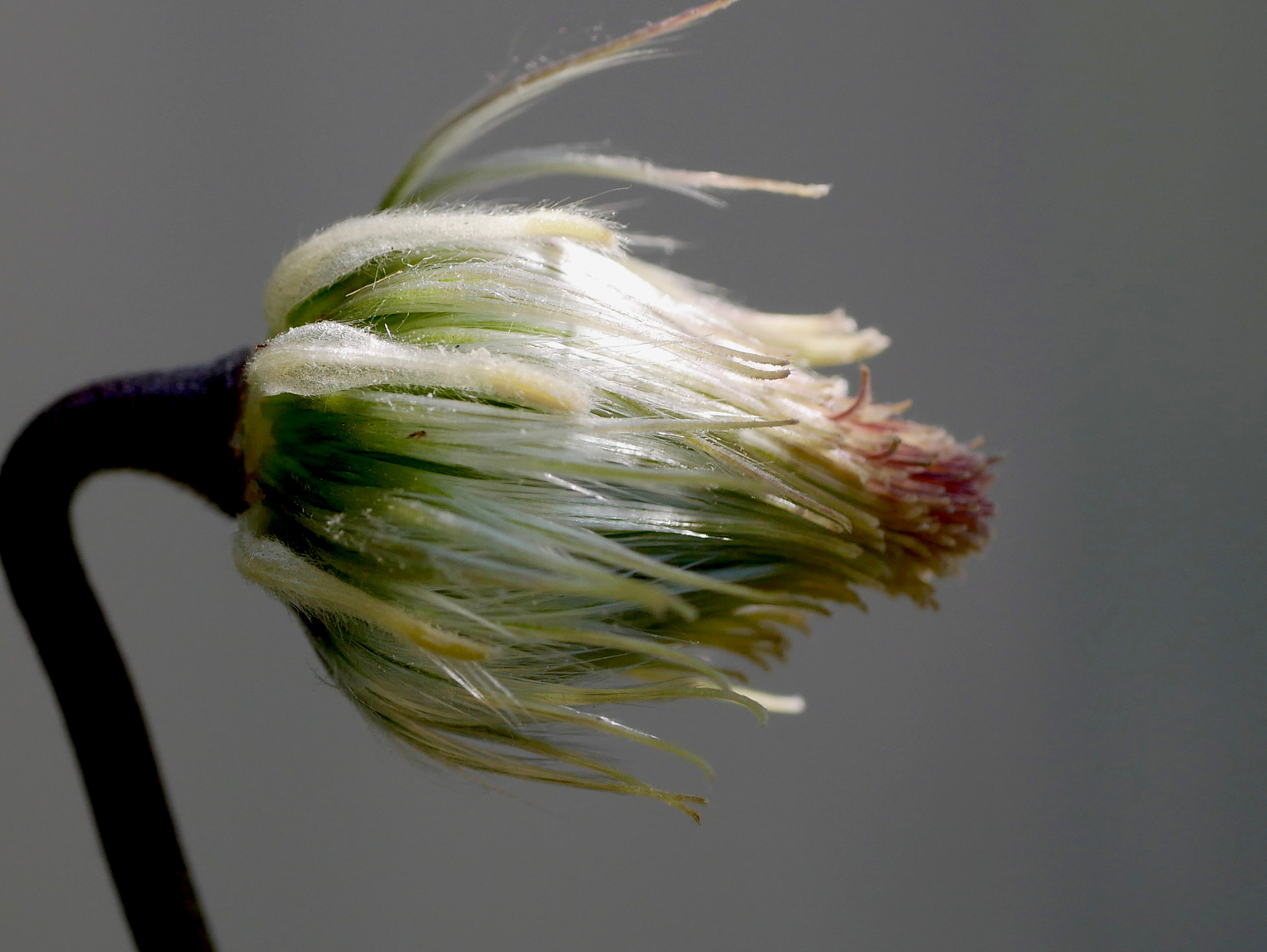 Panasonic Lumix G Macro 30mm F2.8 ASPH Mega OIS sample photo. En devenir! photography