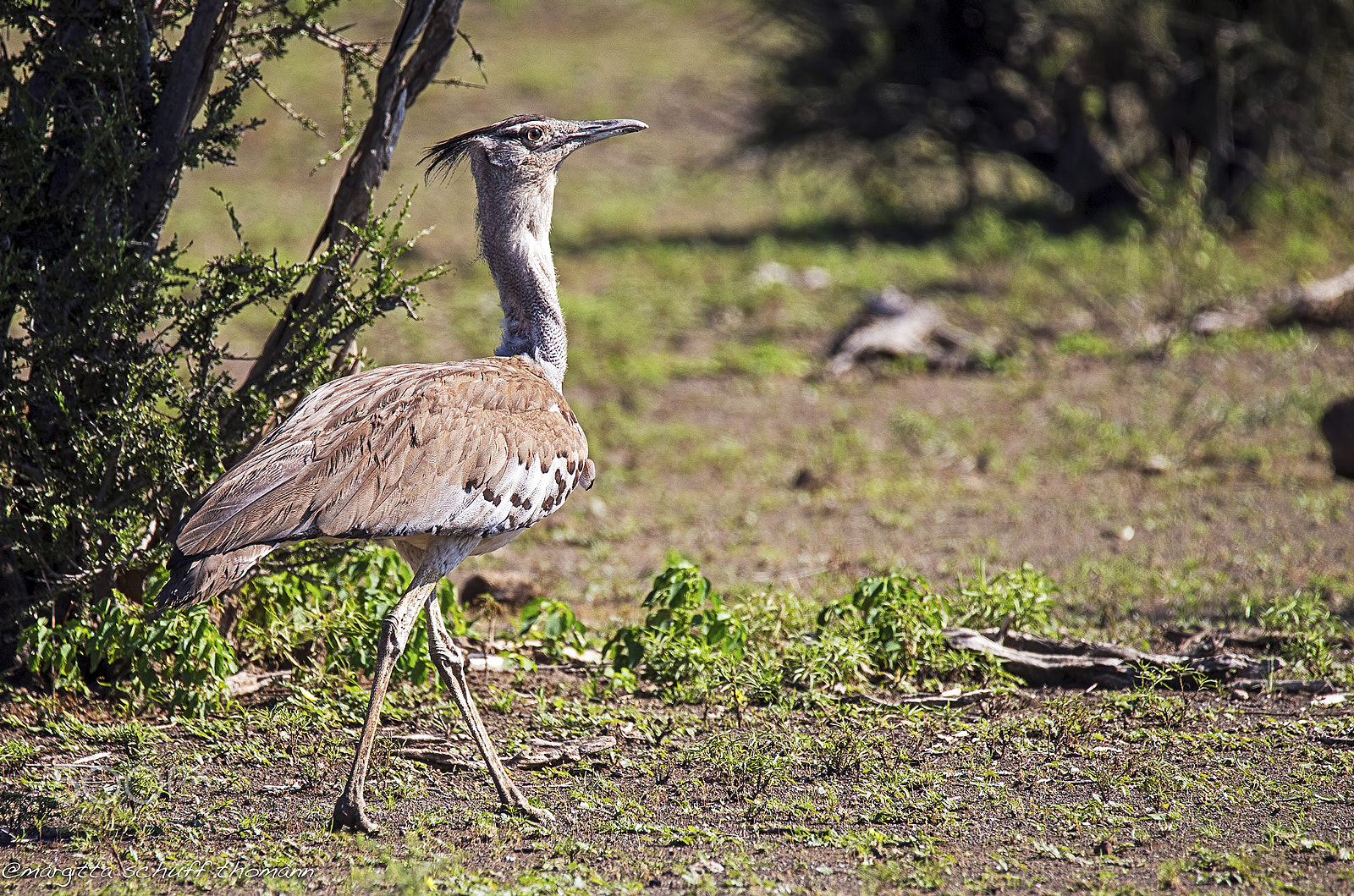 Tamron SP 150-600mm F5-6.3 Di VC USD sample photo. Kori bustard .. photography