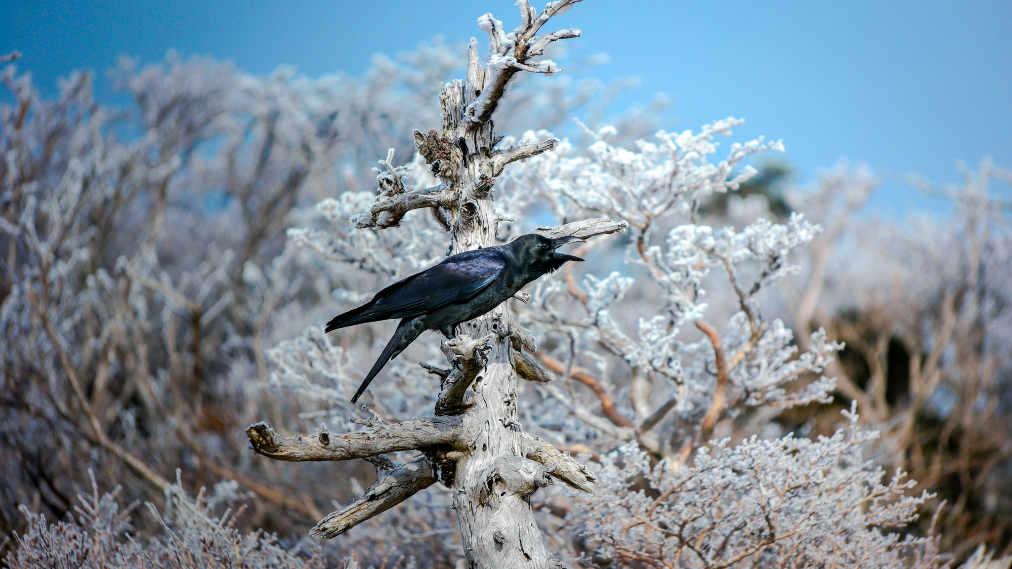 Samsung NX1 + NX 50-150mm F2.8 S sample photo. Howling crow photography