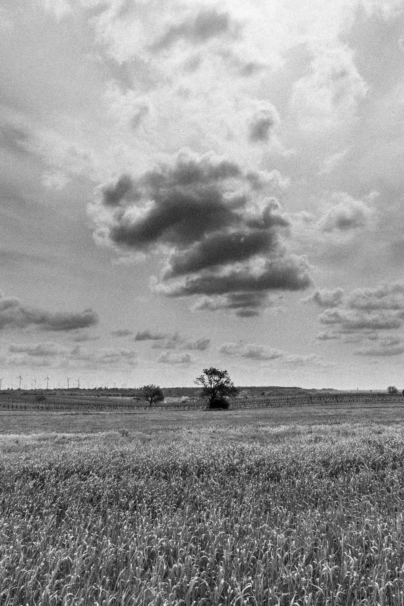 Sigma 18-250mm F3.5-6.3 DC OS HSM sample photo. Bw landscape photography