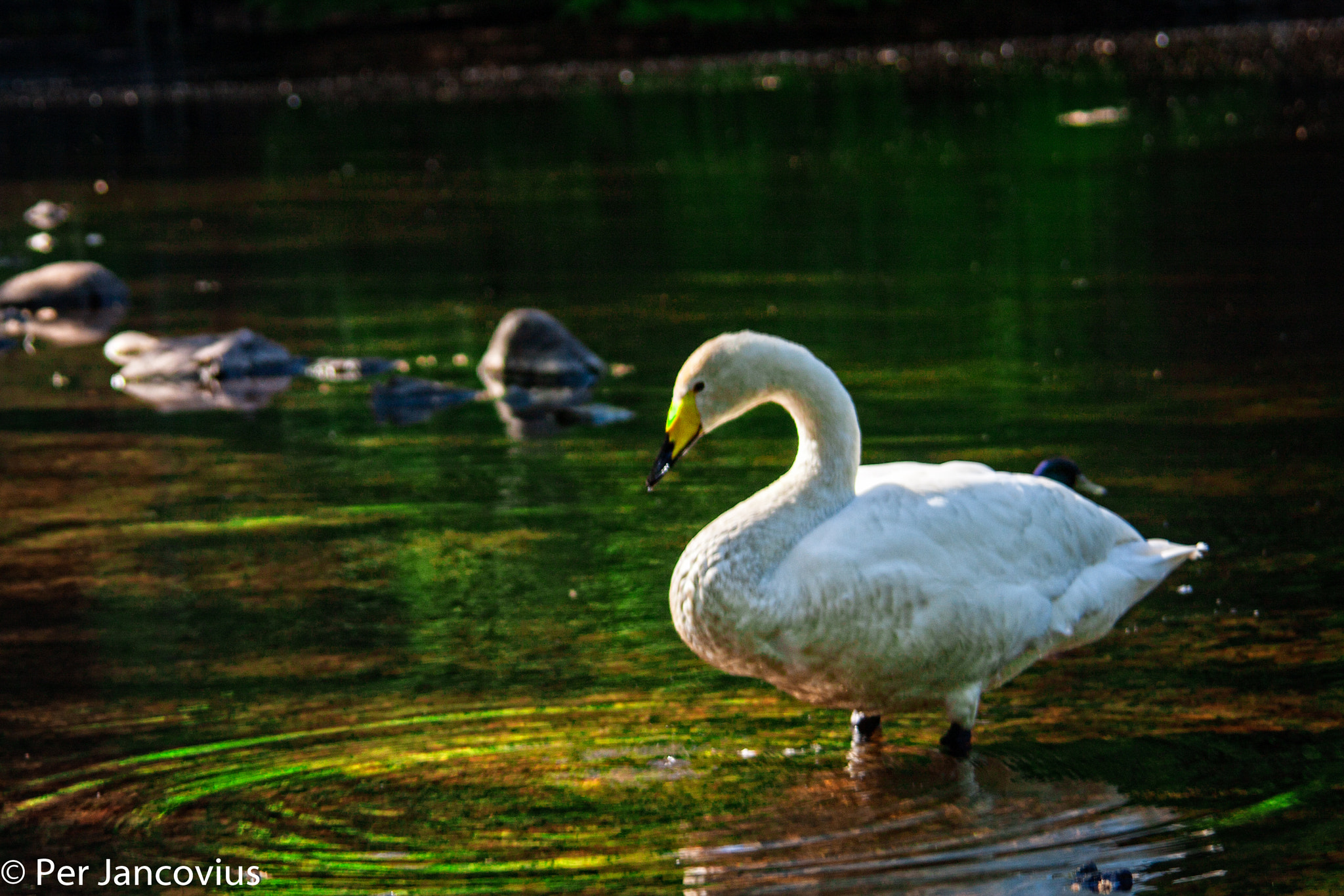Canon EOS 40D sample photo. Swan lake photography