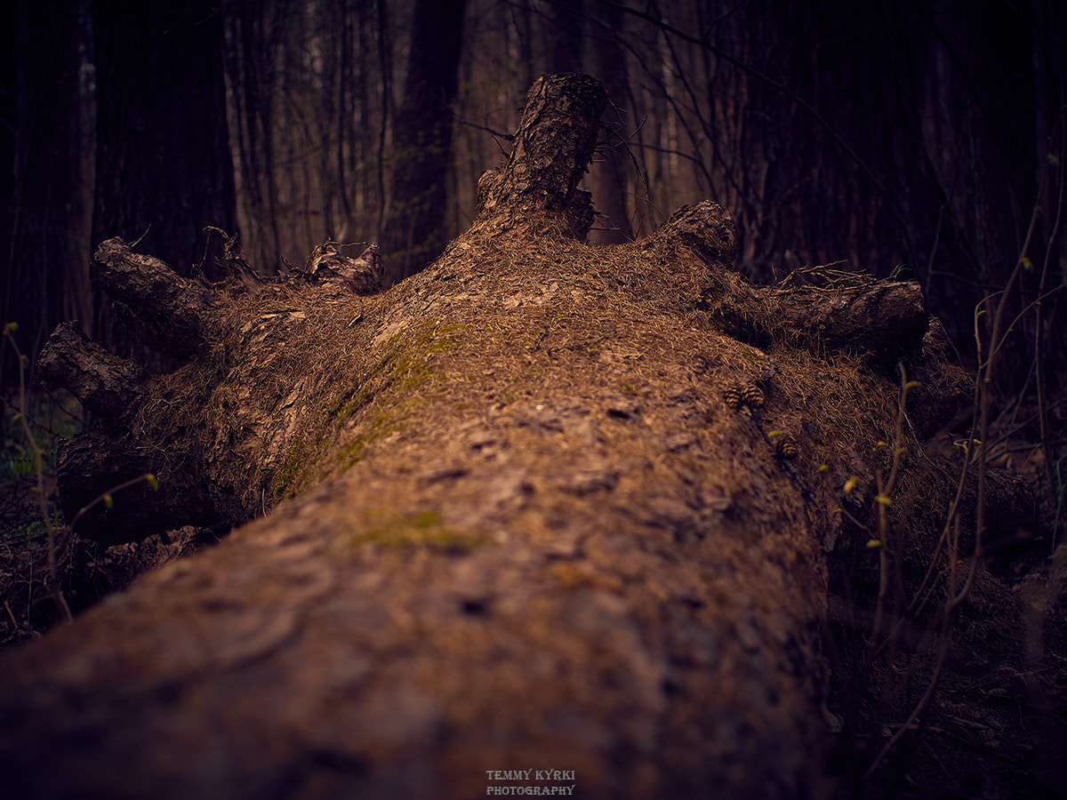 Olympus PEN E-PL5 + Sigma 30mm F2.8 DN Art sample photo. Forest photography