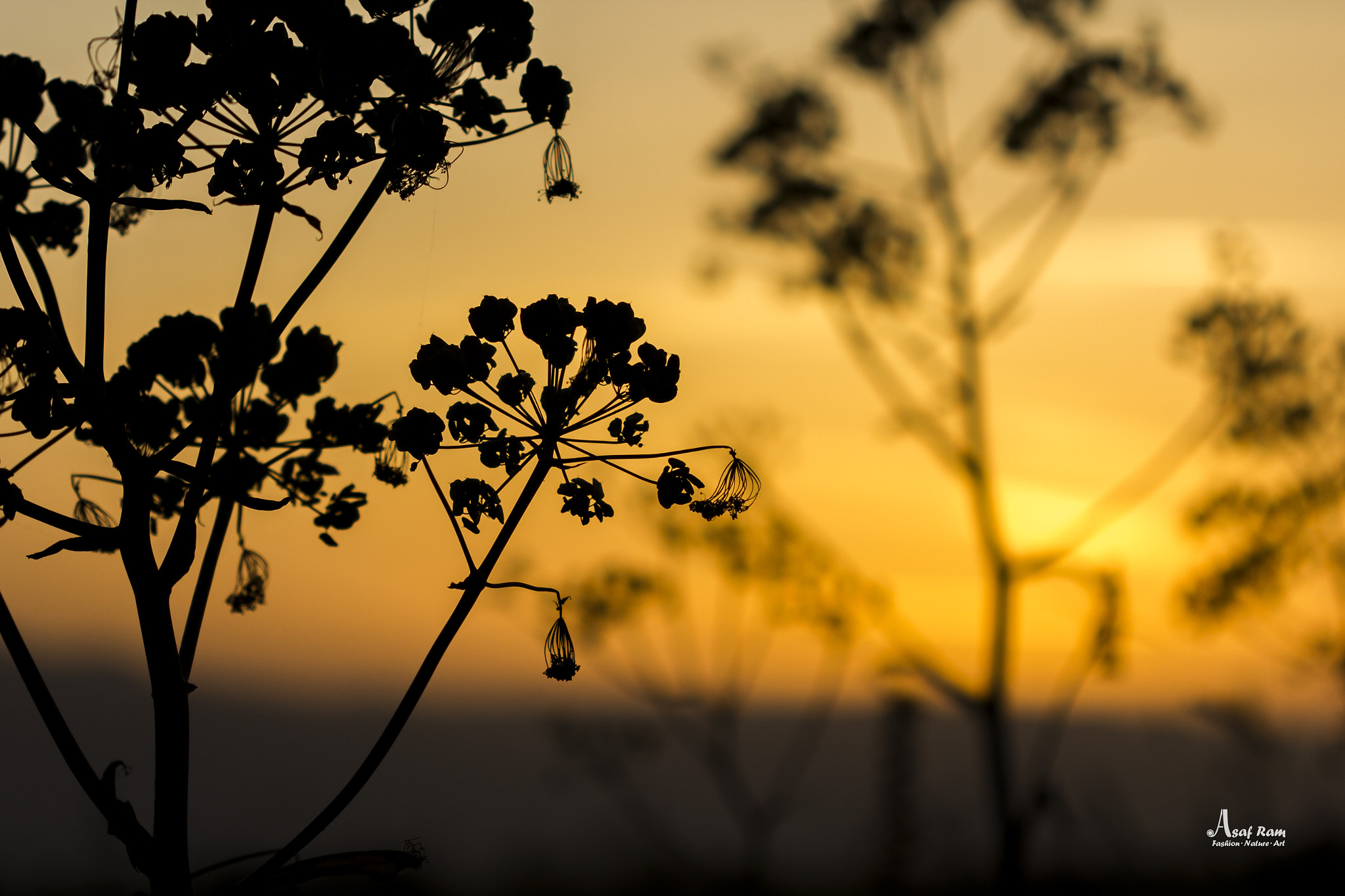Canon EOS 550D (EOS Rebel T2i / EOS Kiss X4) sample photo. Shadow flower photography