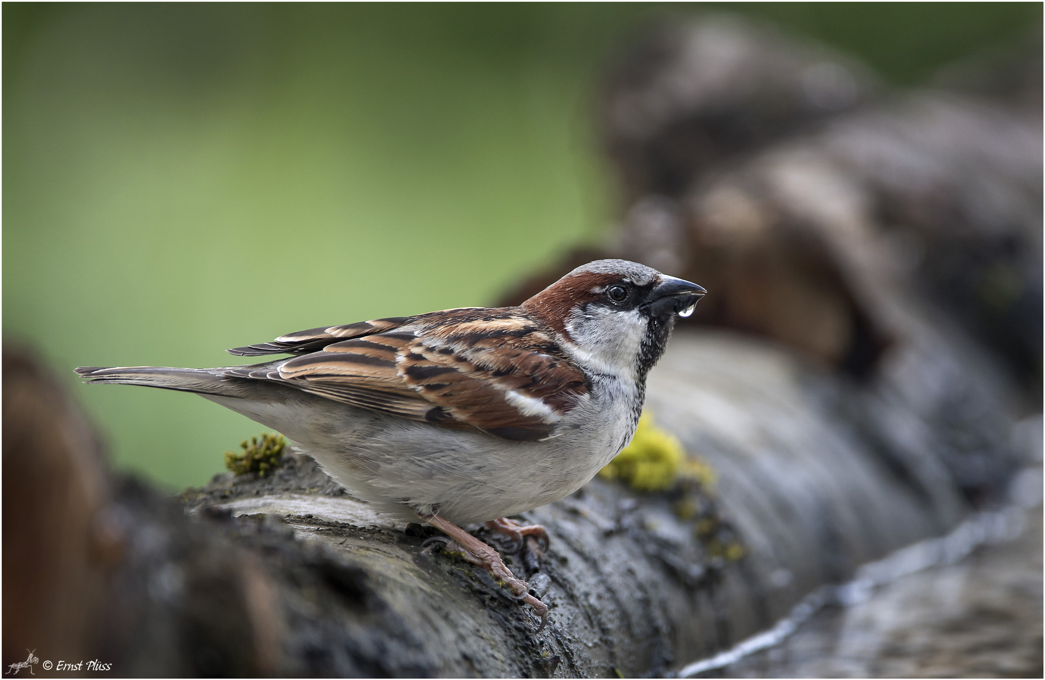 Nikon D5 sample photo. House sparrow photography