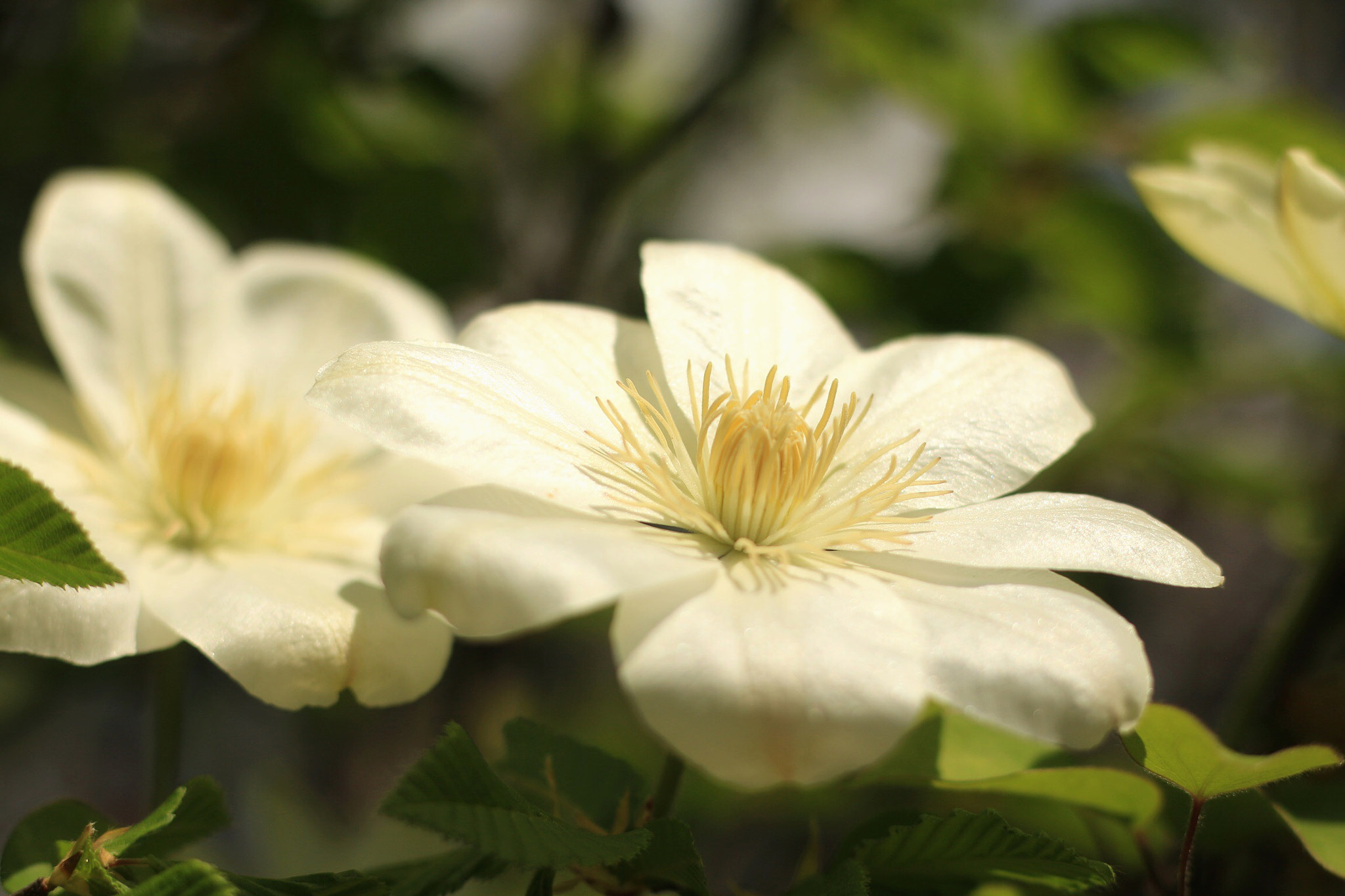Canon EOS M + Canon EF 50mm F1.8 STM sample photo