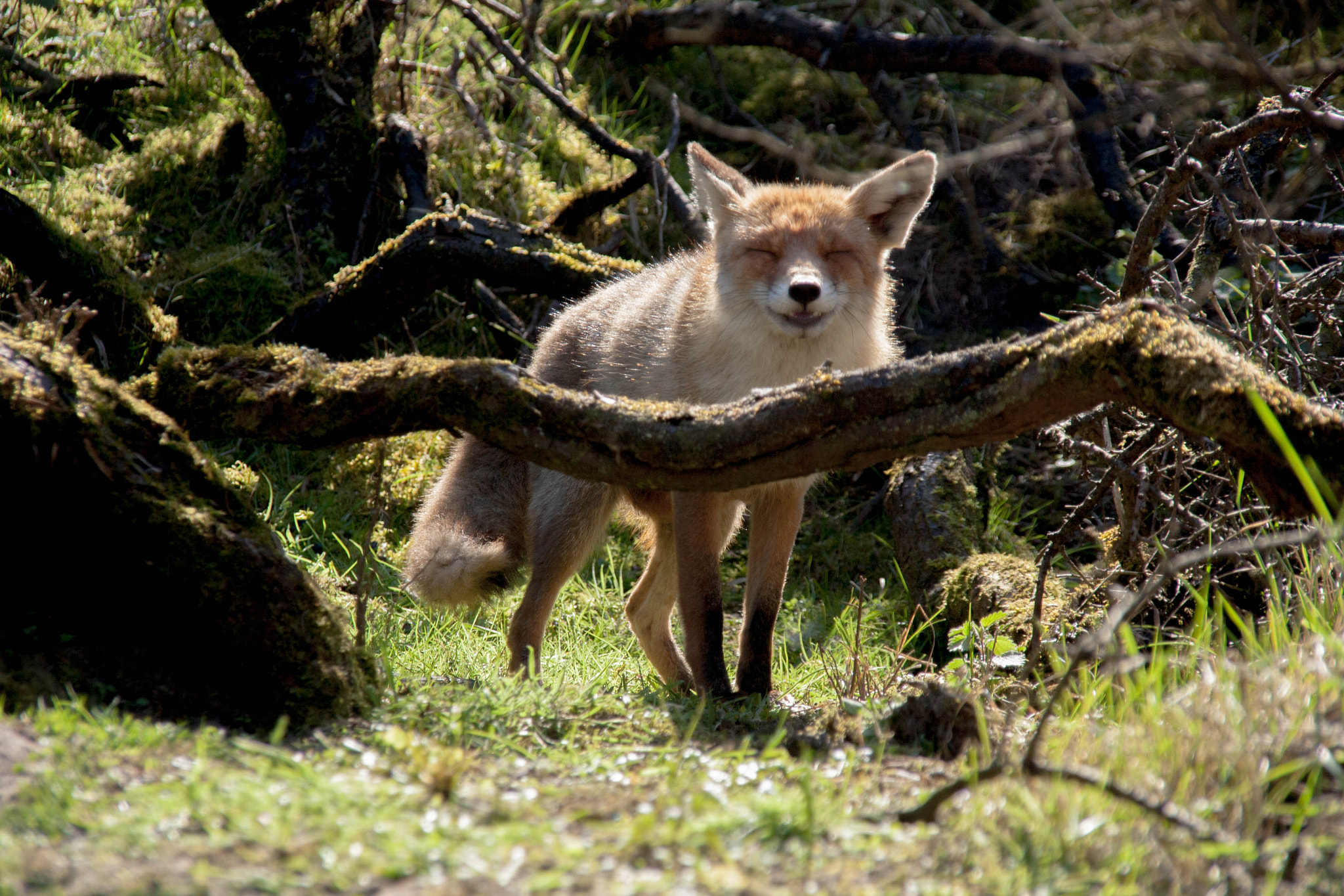 Sigma 18-200mm f/3.5-6.3 DC OS sample photo. Happy friend ^^ photography
