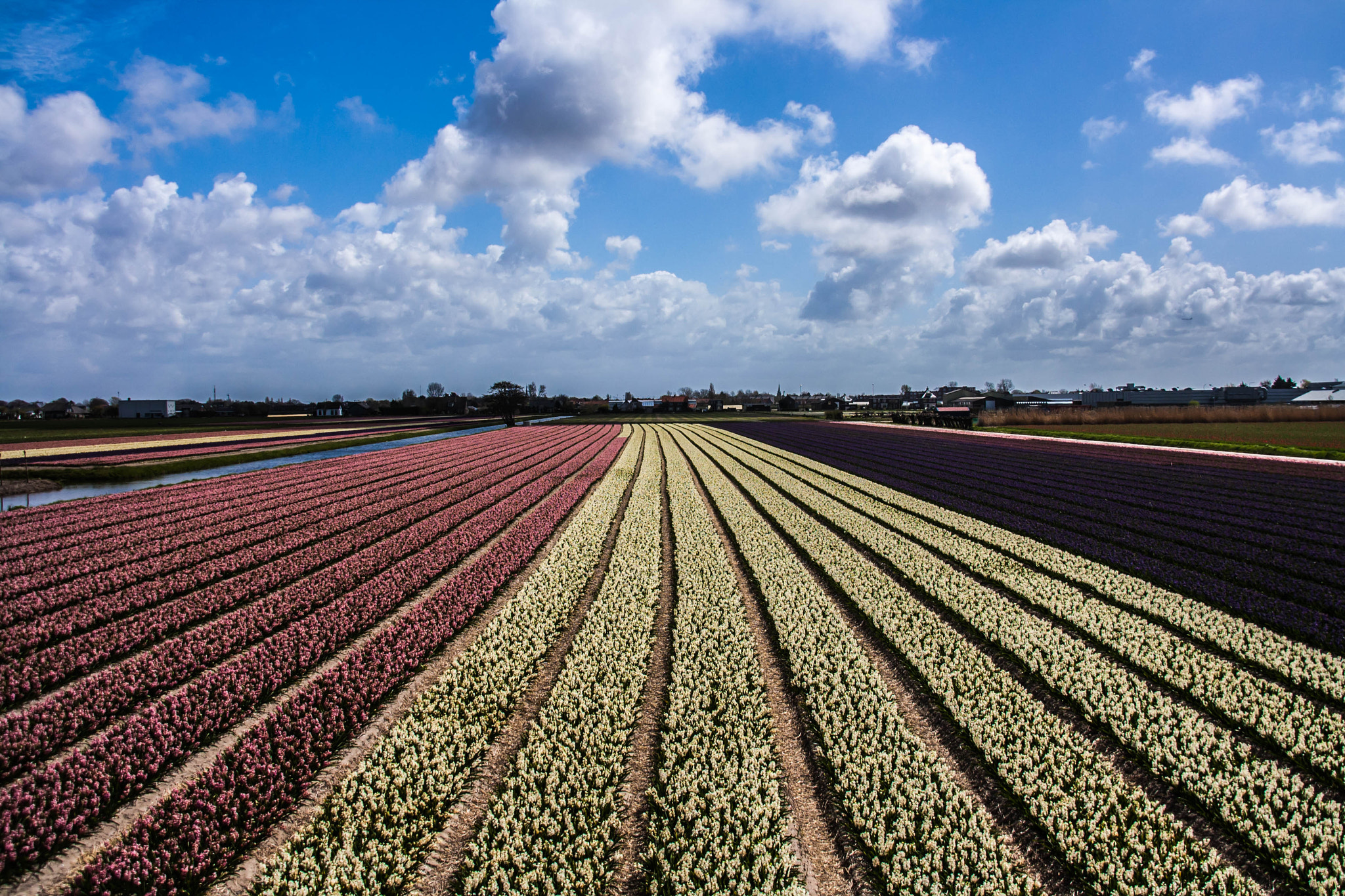 Sigma 18-200mm f/3.5-6.3 DC OS sample photo. Hyacinths fields :) photography