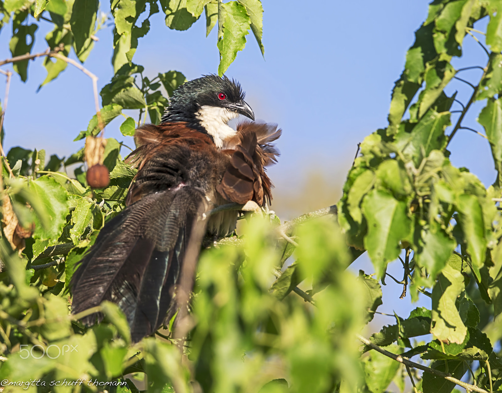 Tamron SP 150-600mm F5-6.3 Di VC USD sample photo. Coucal .. photography