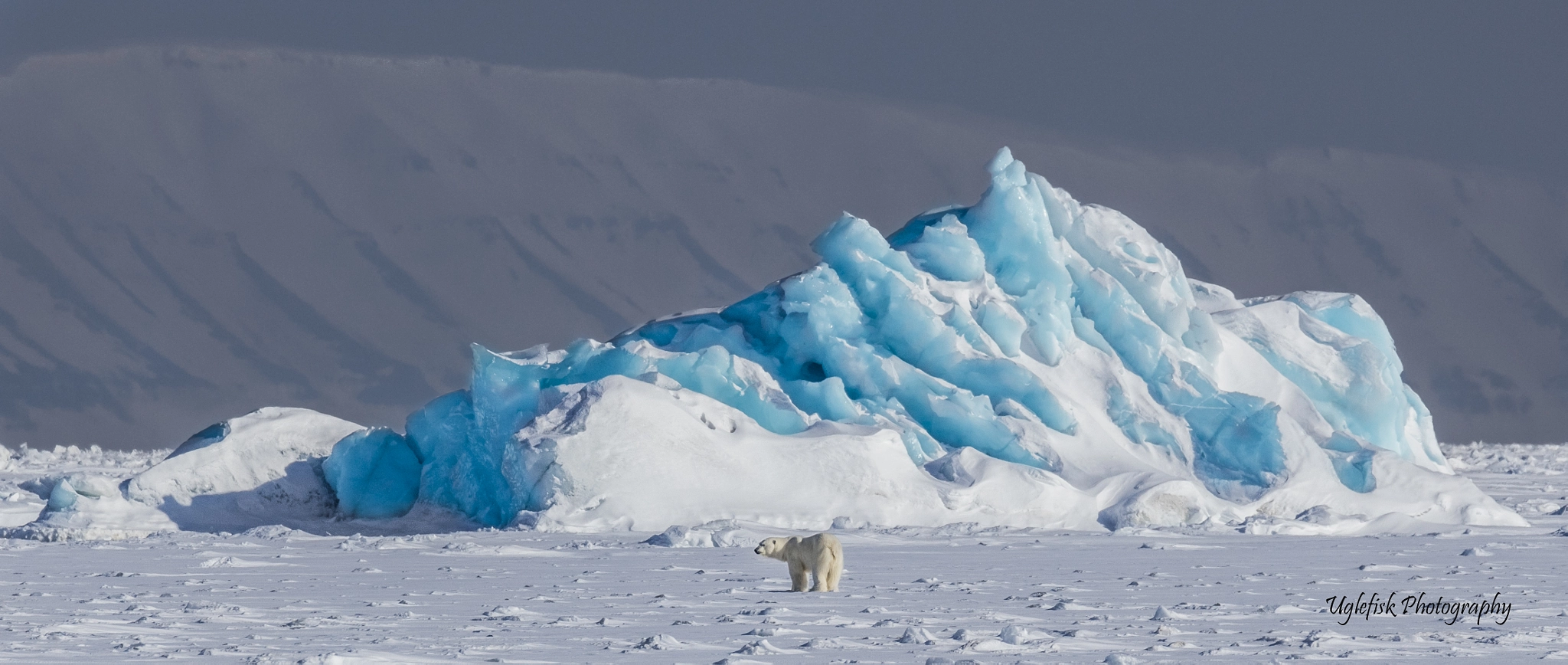Canon EOS 5DS + Canon EF 800mm F5.6L IS USM sample photo. Polar bear and the iceberg photography