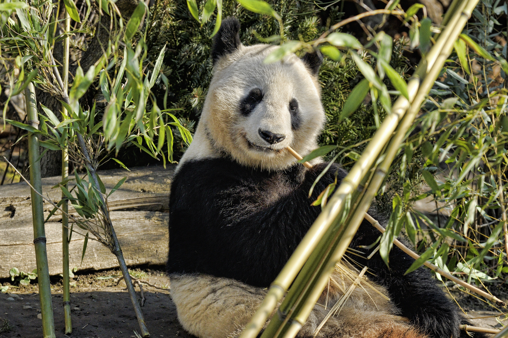 Nikon D3X sample photo. Smiley face photography
