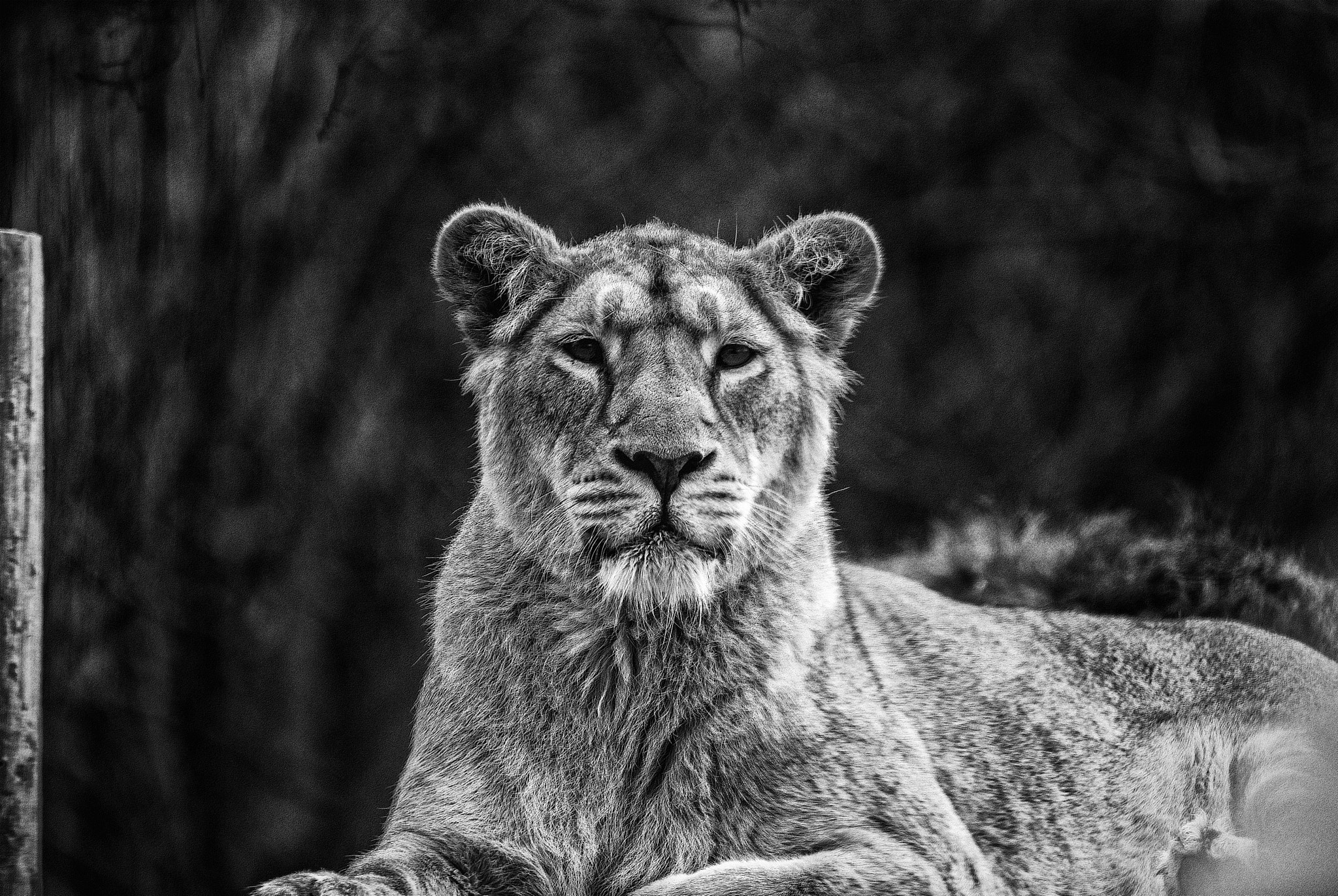 Sony 70-400mm F4-5.6 G SSM II sample photo. Lion photography