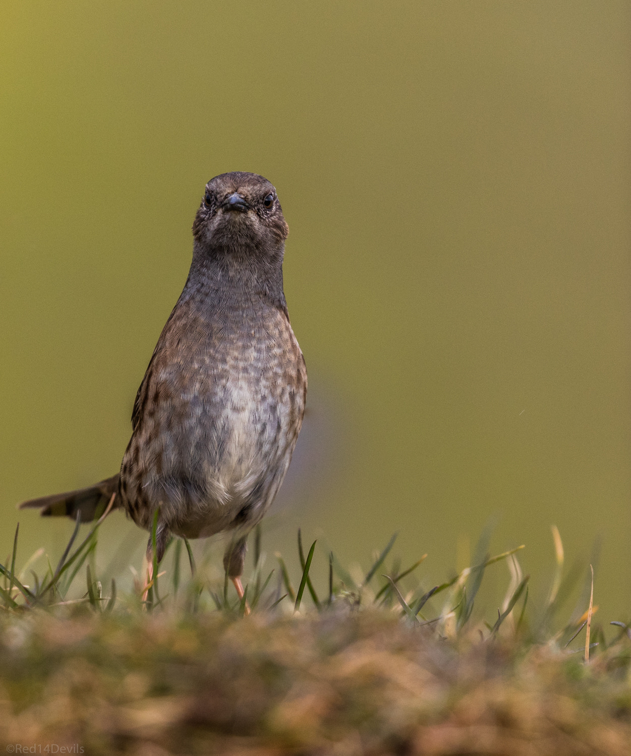 Canon EOS 5DS + Canon EF 100-400mm F4.5-5.6L IS II USM sample photo. Dunnock … bourne photography