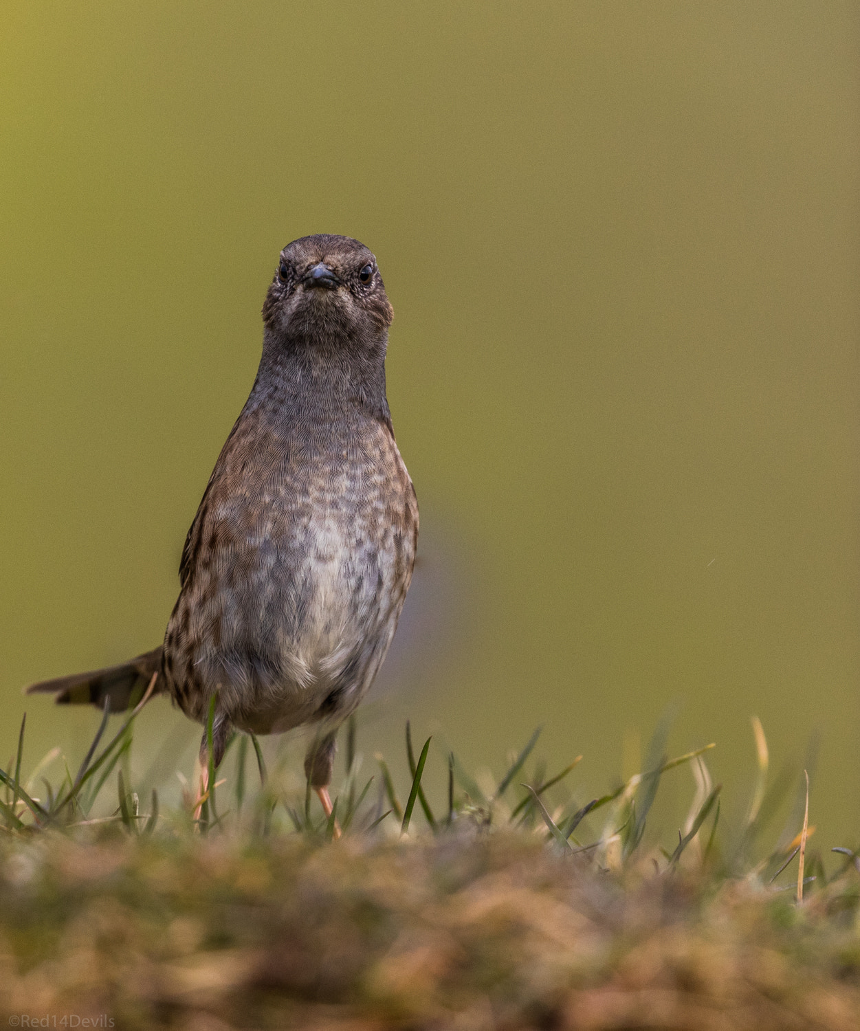 Canon EF 100-400mm F4.5-5.6L IS II USM sample photo. Dunnock … bourne photography