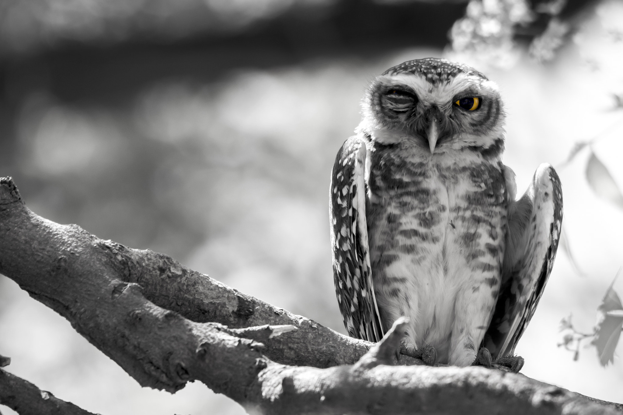 Sigma 150-500mm F5-6.3 DG OS HSM sample photo. You woke me up photography