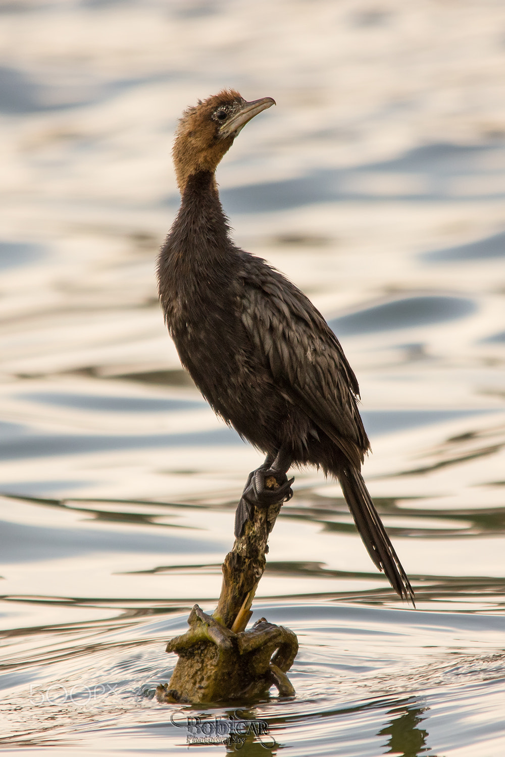 Sigma 150-500mm F5-6.3 DG OS HSM sample photo. Cormorant photography