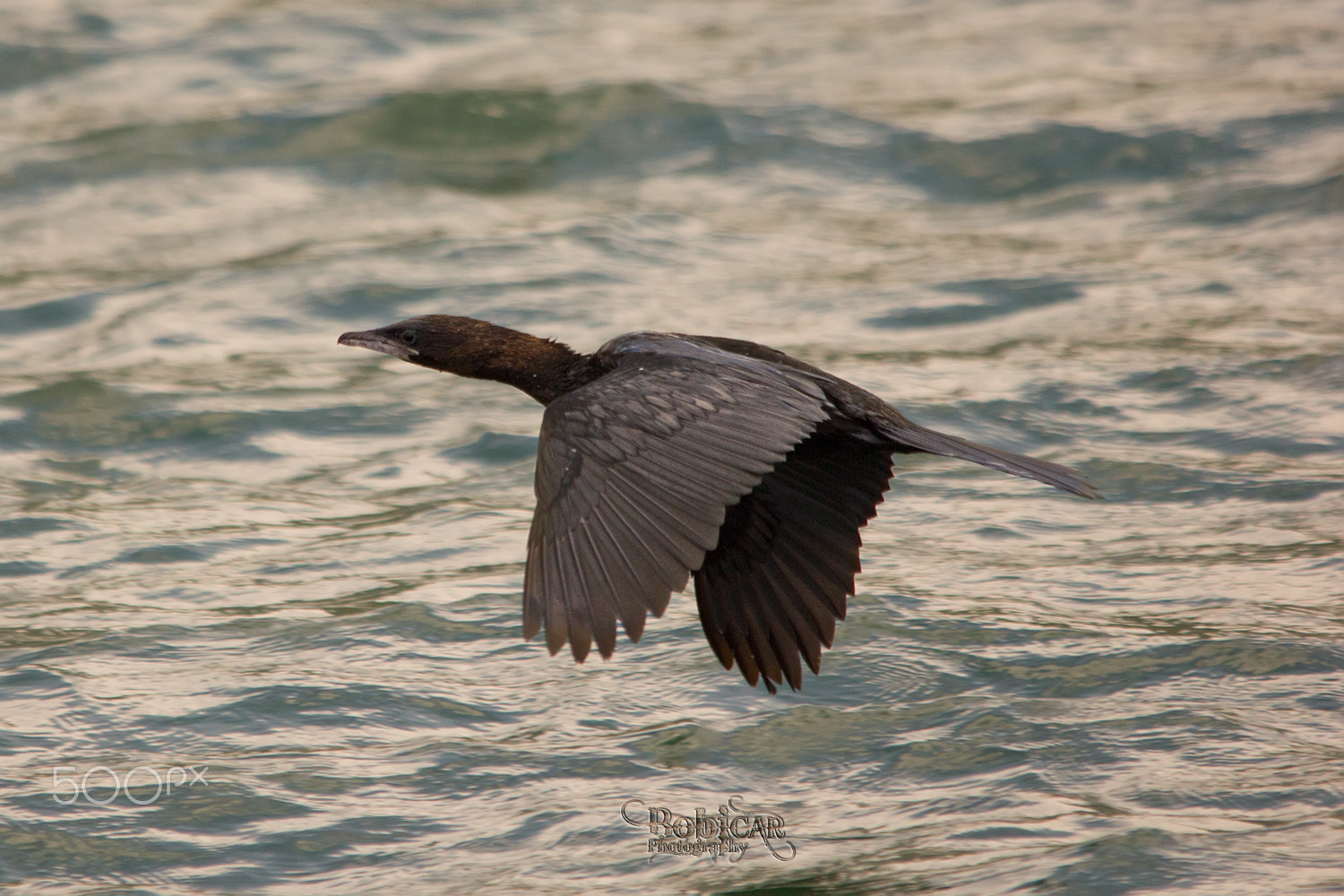 Sigma 150-500mm F5-6.3 DG OS HSM sample photo. Flight photography